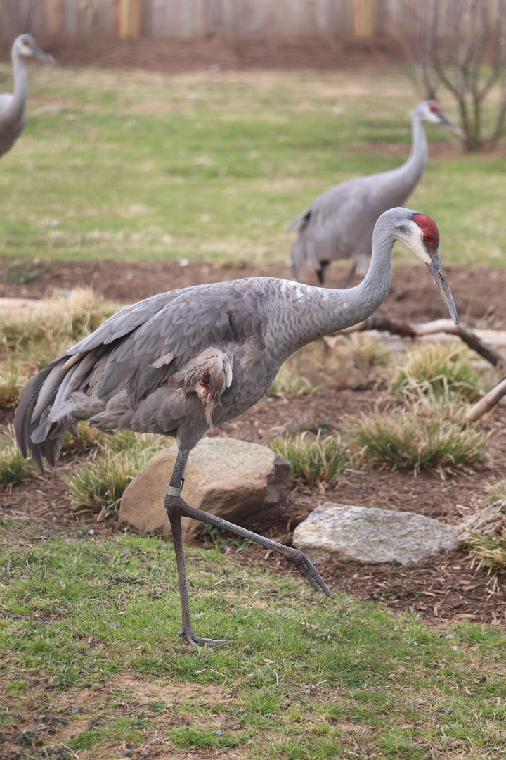 Bird House - Sandhill Cranes