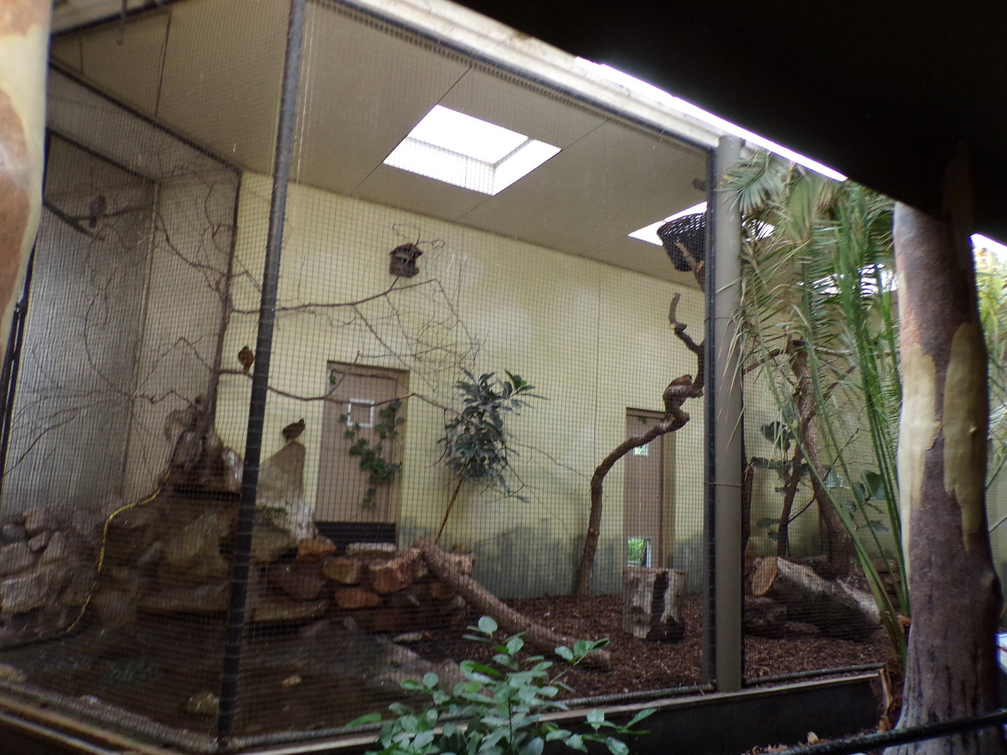 Bird house- Satyr trogopan and Sumatran laughingthrush indoors 6.7.23
