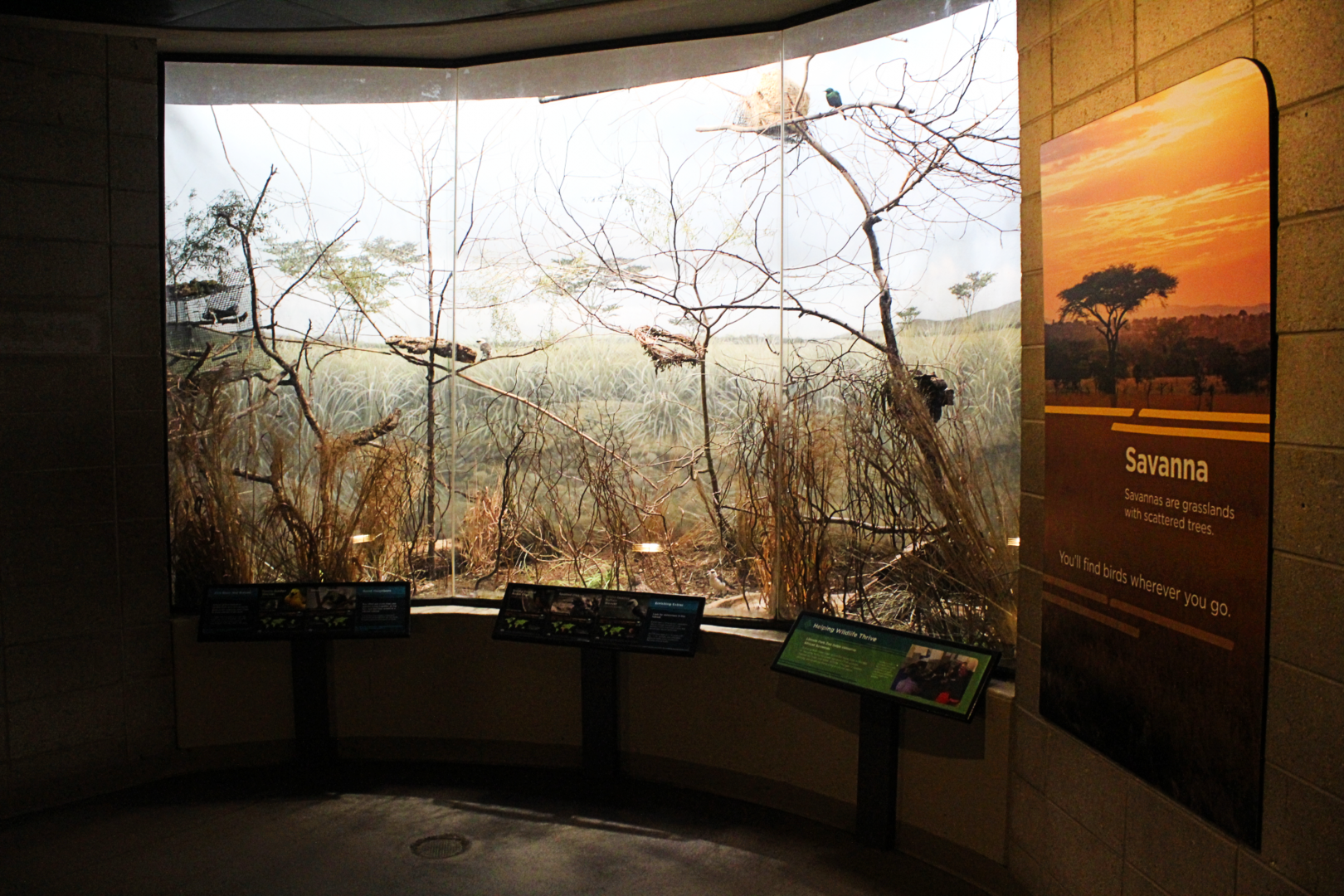 Bird House - Savanna Exhibit