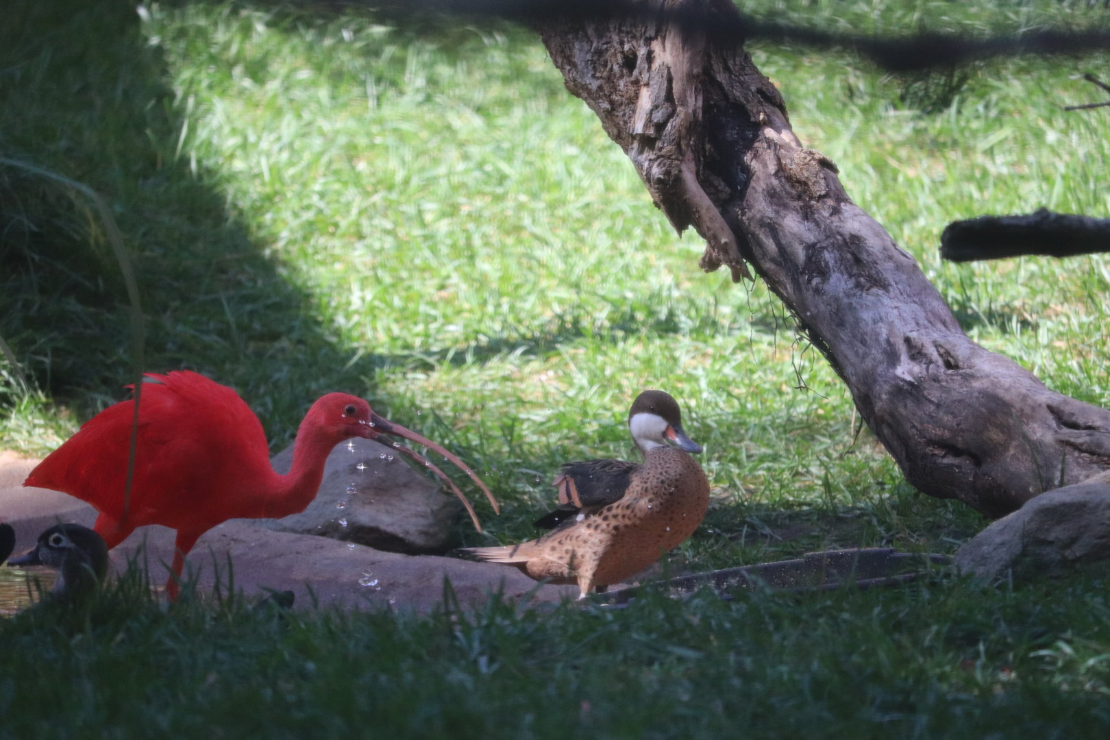 Bird House - Scarlet Ibis - White-Cheeked Pintail
