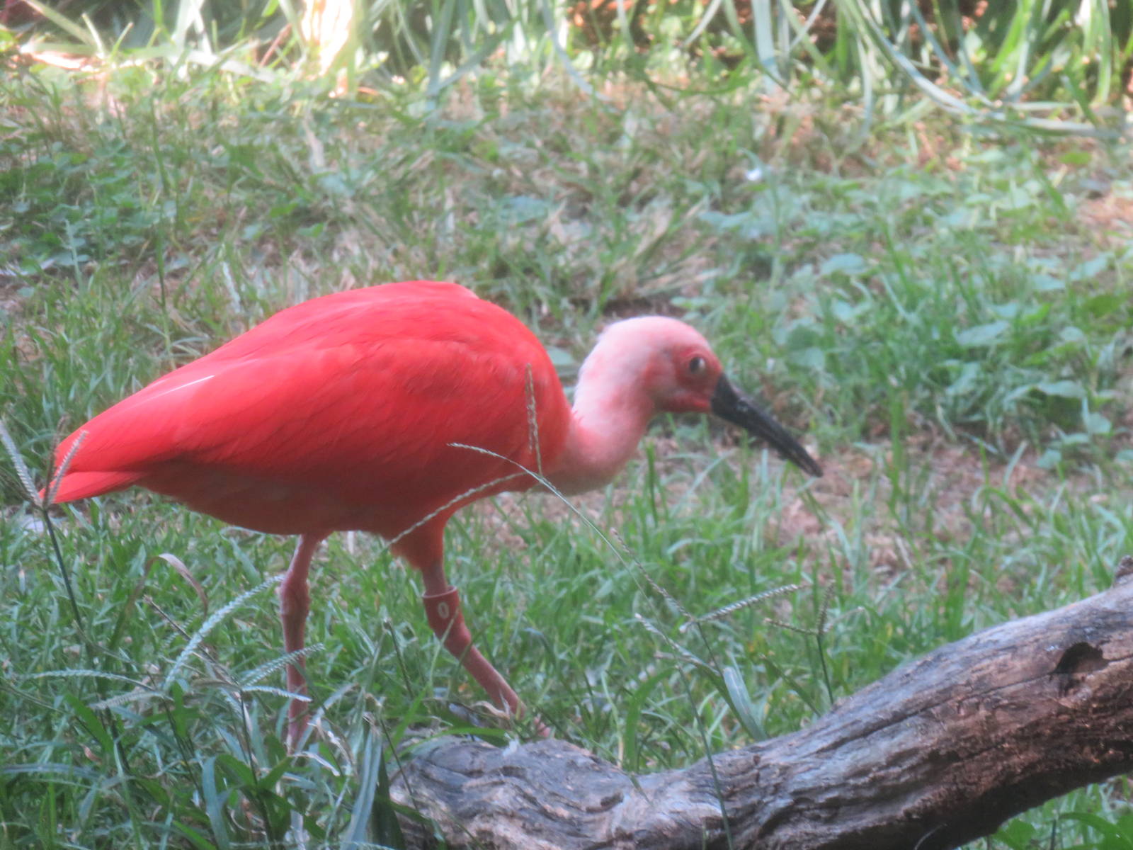 Bird House - Scarlet Ibis