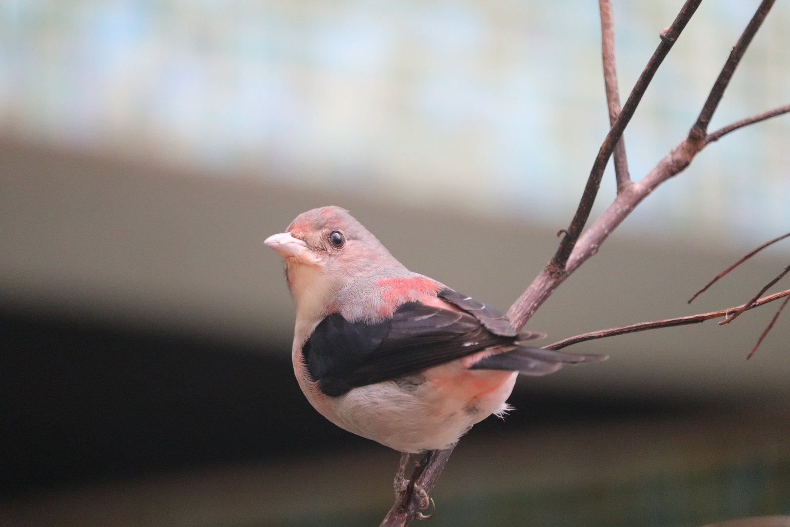 Bird House - Scarlet Tanager