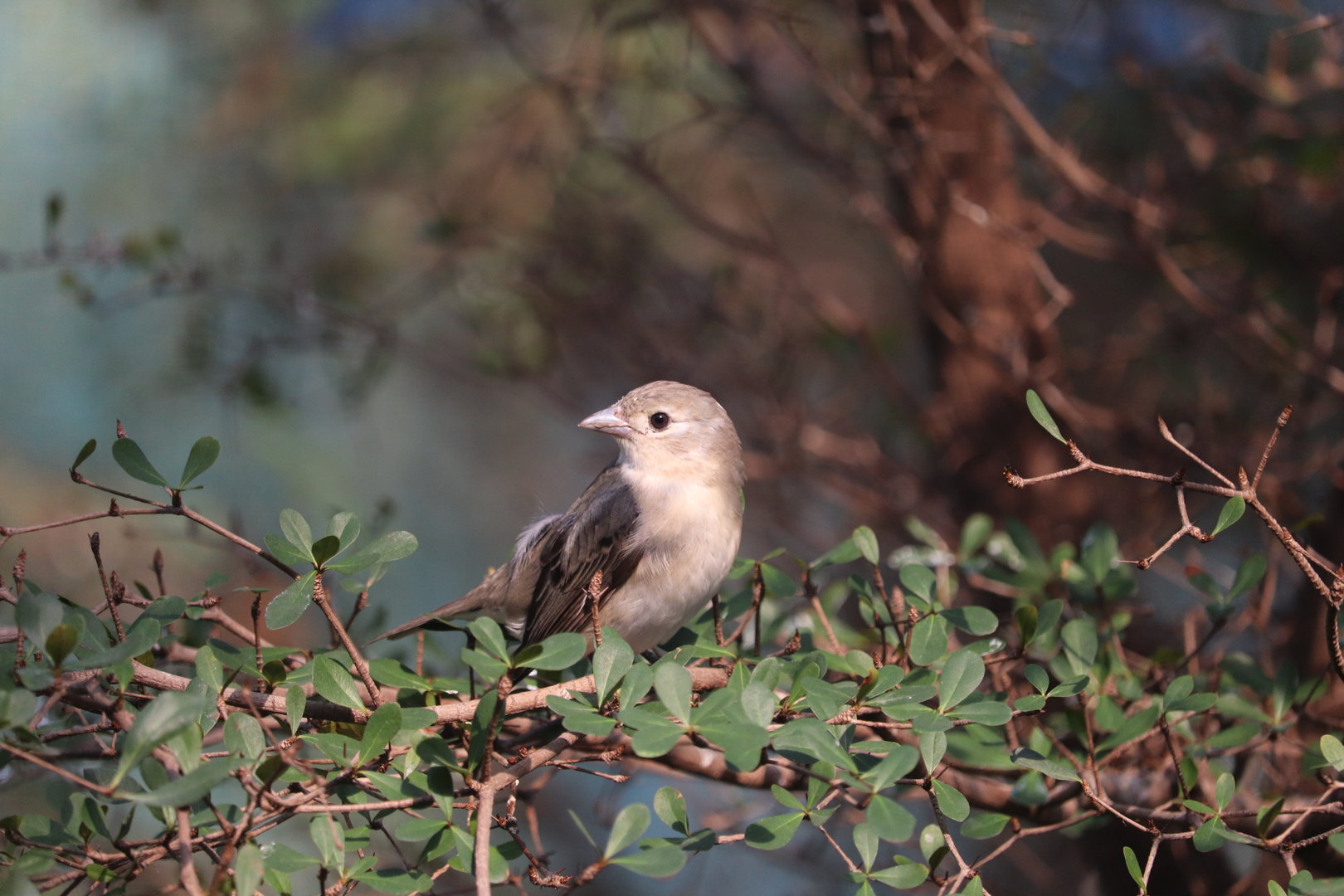 Bird House - Scarlet Tanager