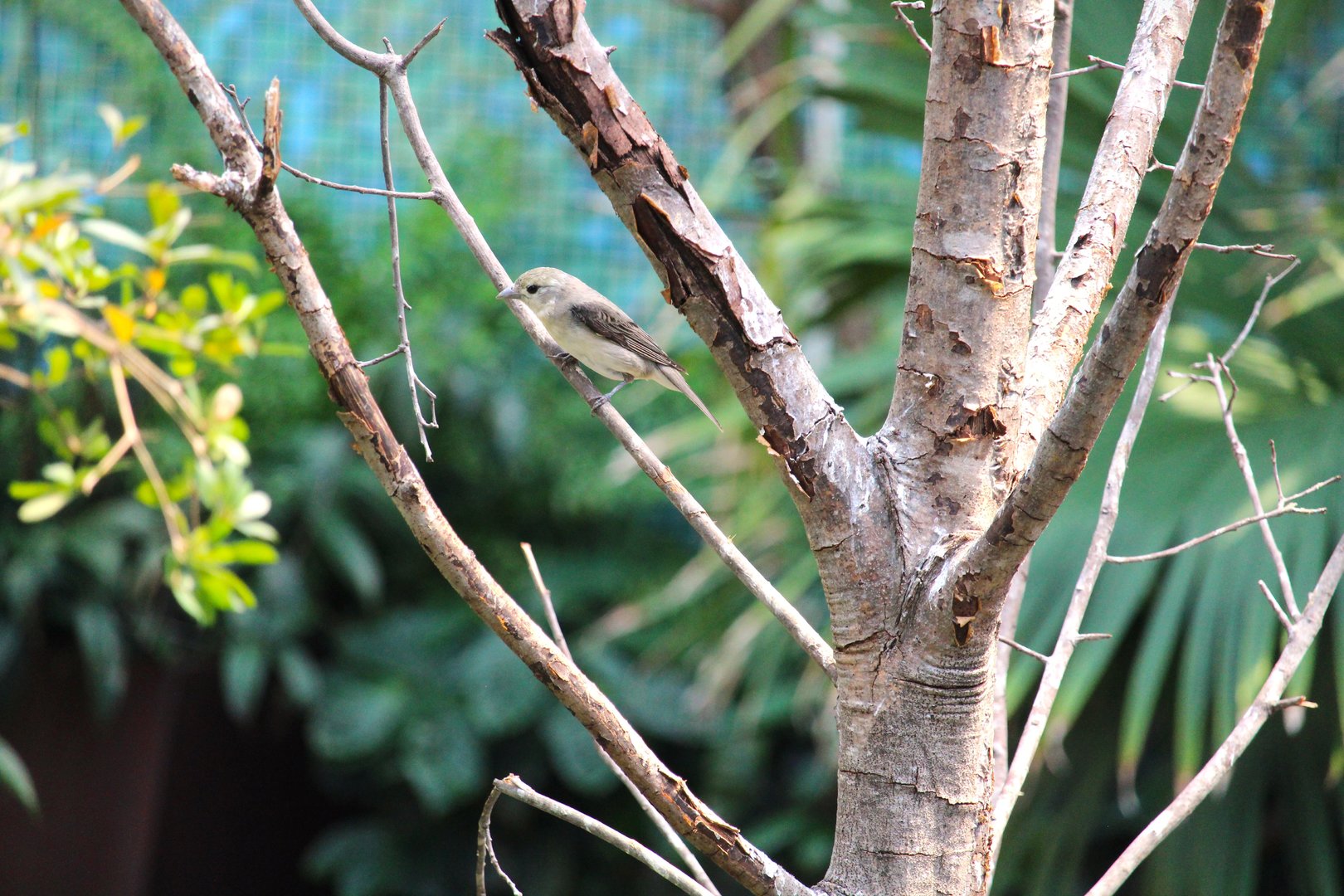 Bird House - Scarlet Tanager