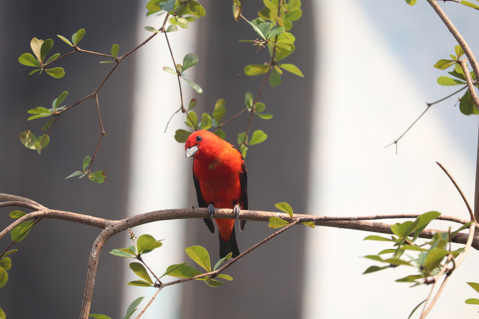 Bird House - Scarlet Tanager