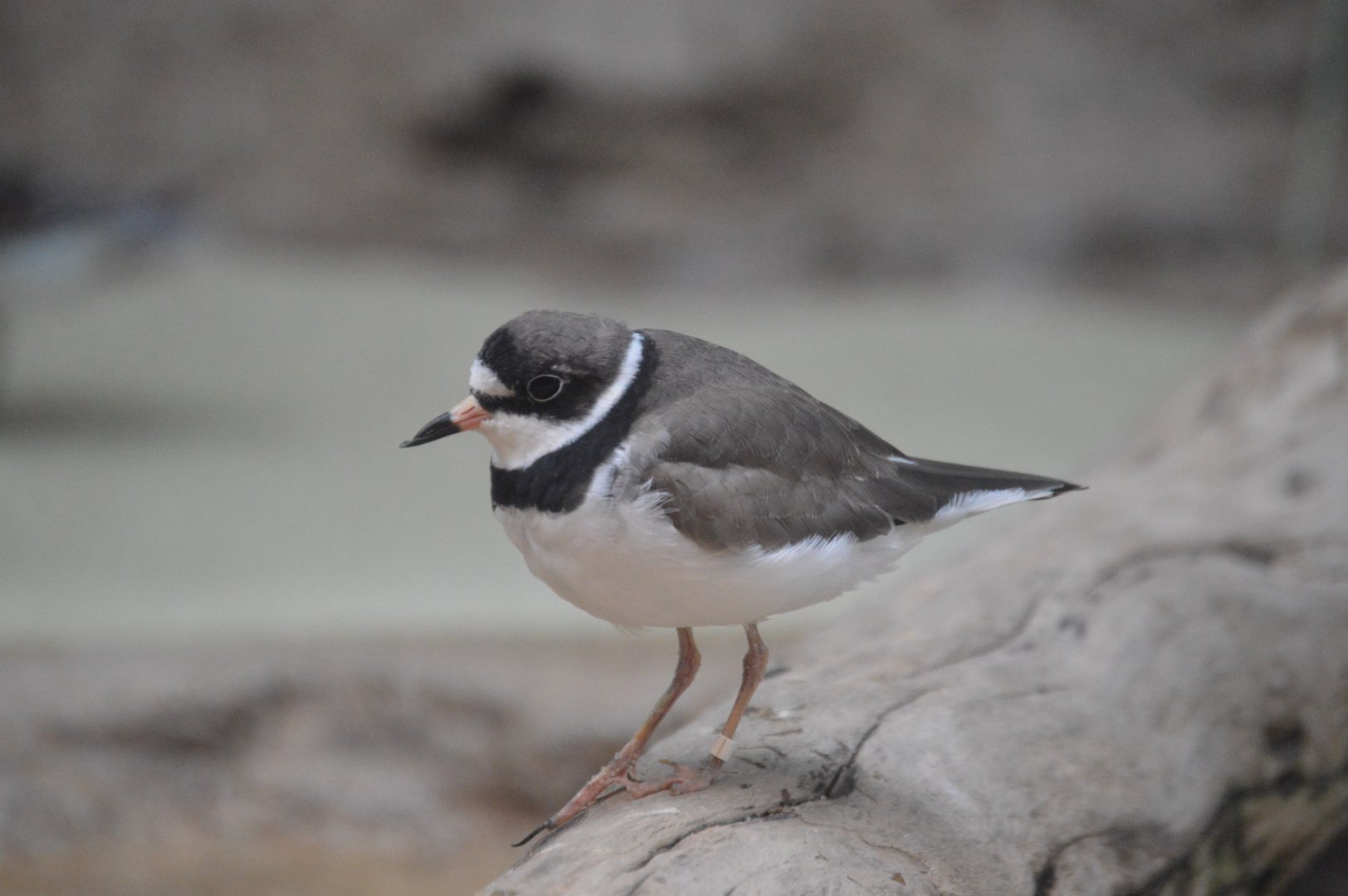Bird House - Semipalmated Plover (Charadrius semipalmatus)