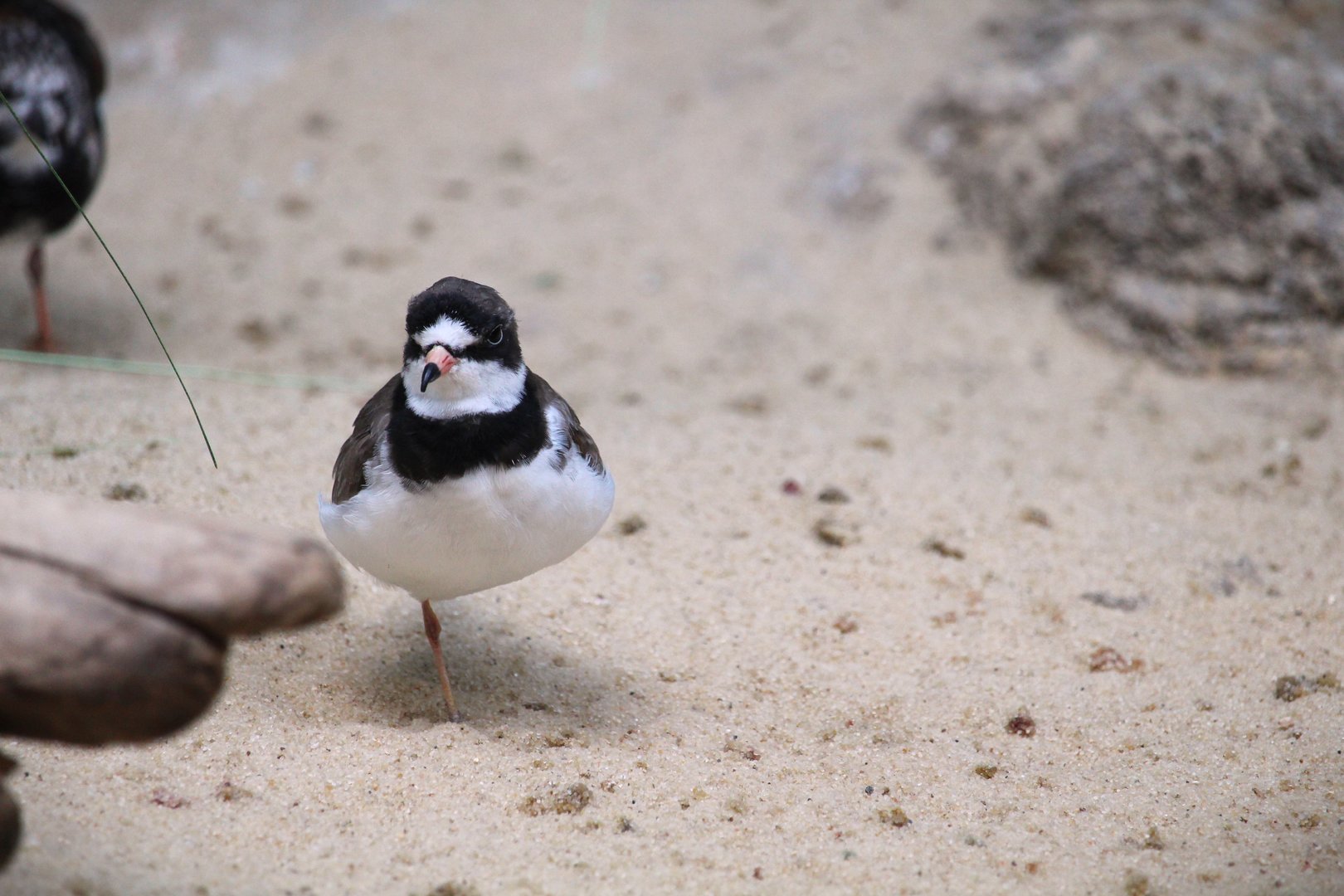 Bird House - Semipalmated Plover