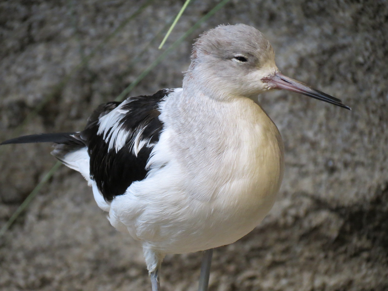Bird House - Shorebird Aviary - American Avocet