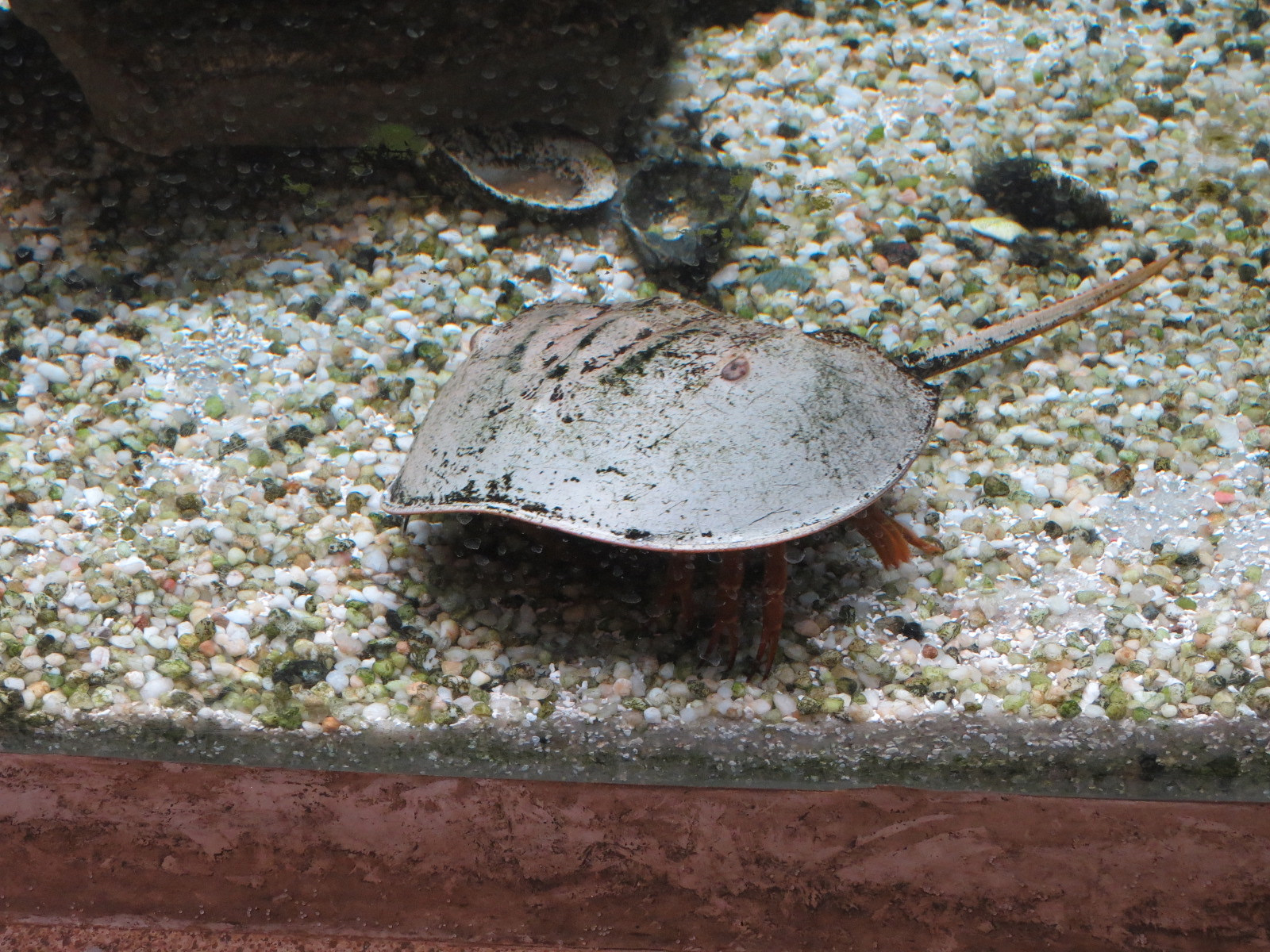 Bird House - Shorebird Aviary - Horseshoe Crab