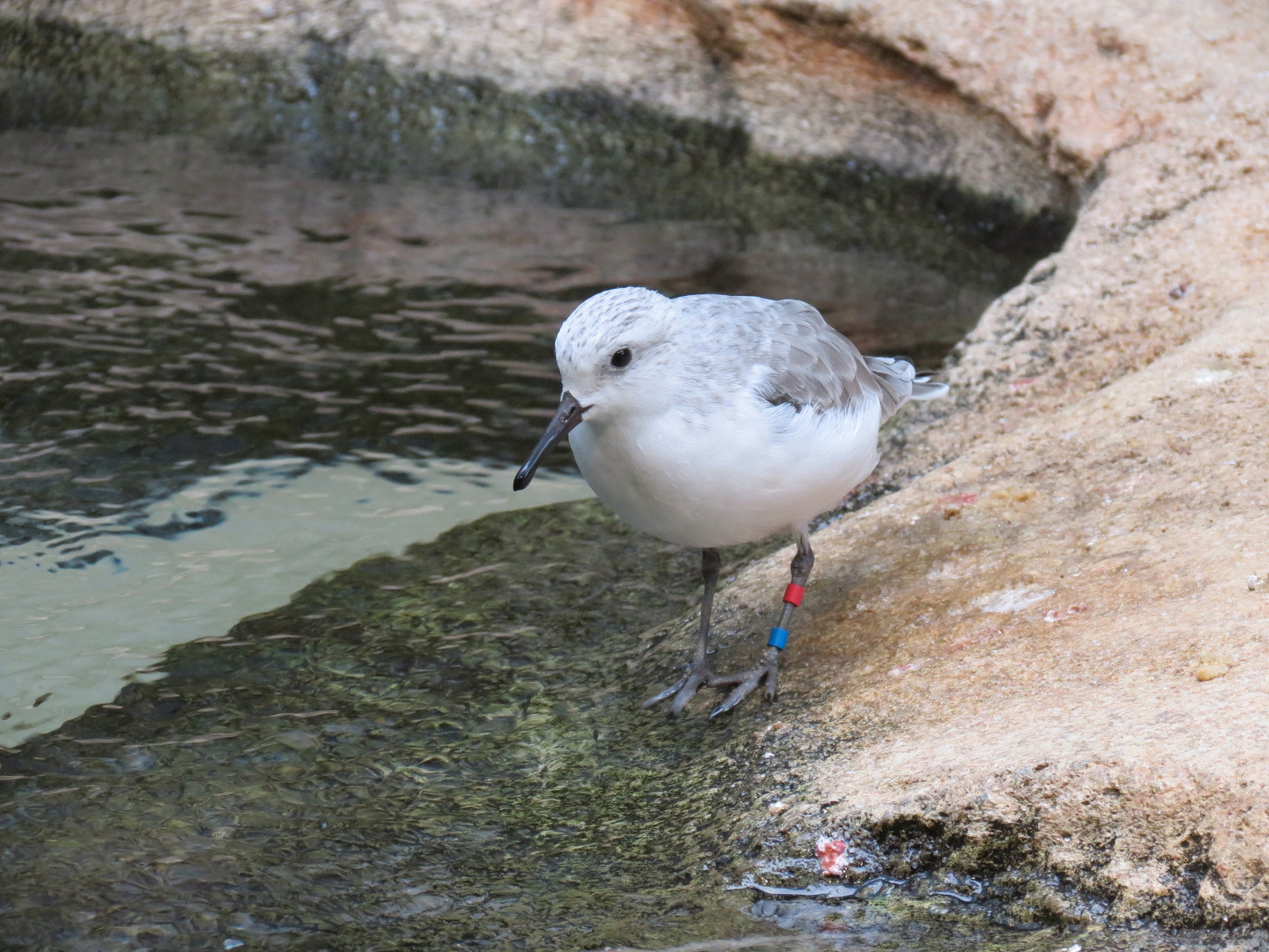 Bird House - Shorebird Aviary - Sanderling