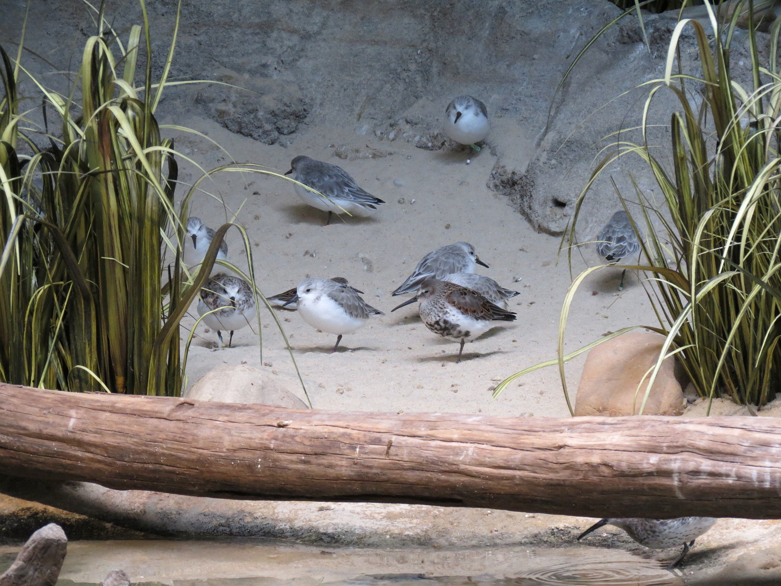 Bird House - Shorebird Aviary - Sanderling