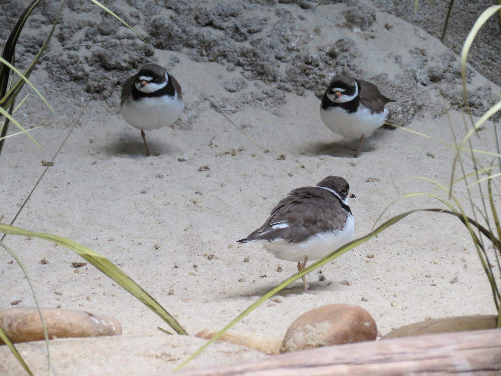 Bird House - Shorebird Aviary - Semi-palmated Plover