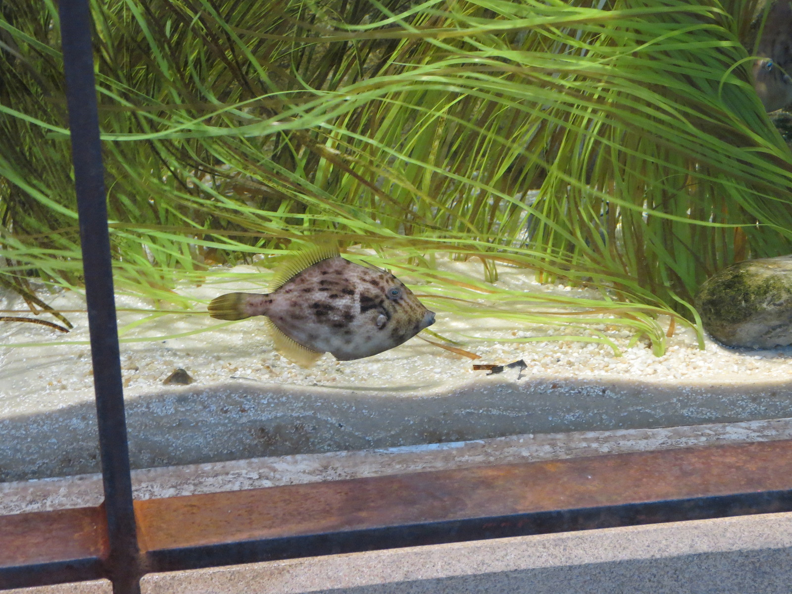 Bird House - Shorebird Aviary
