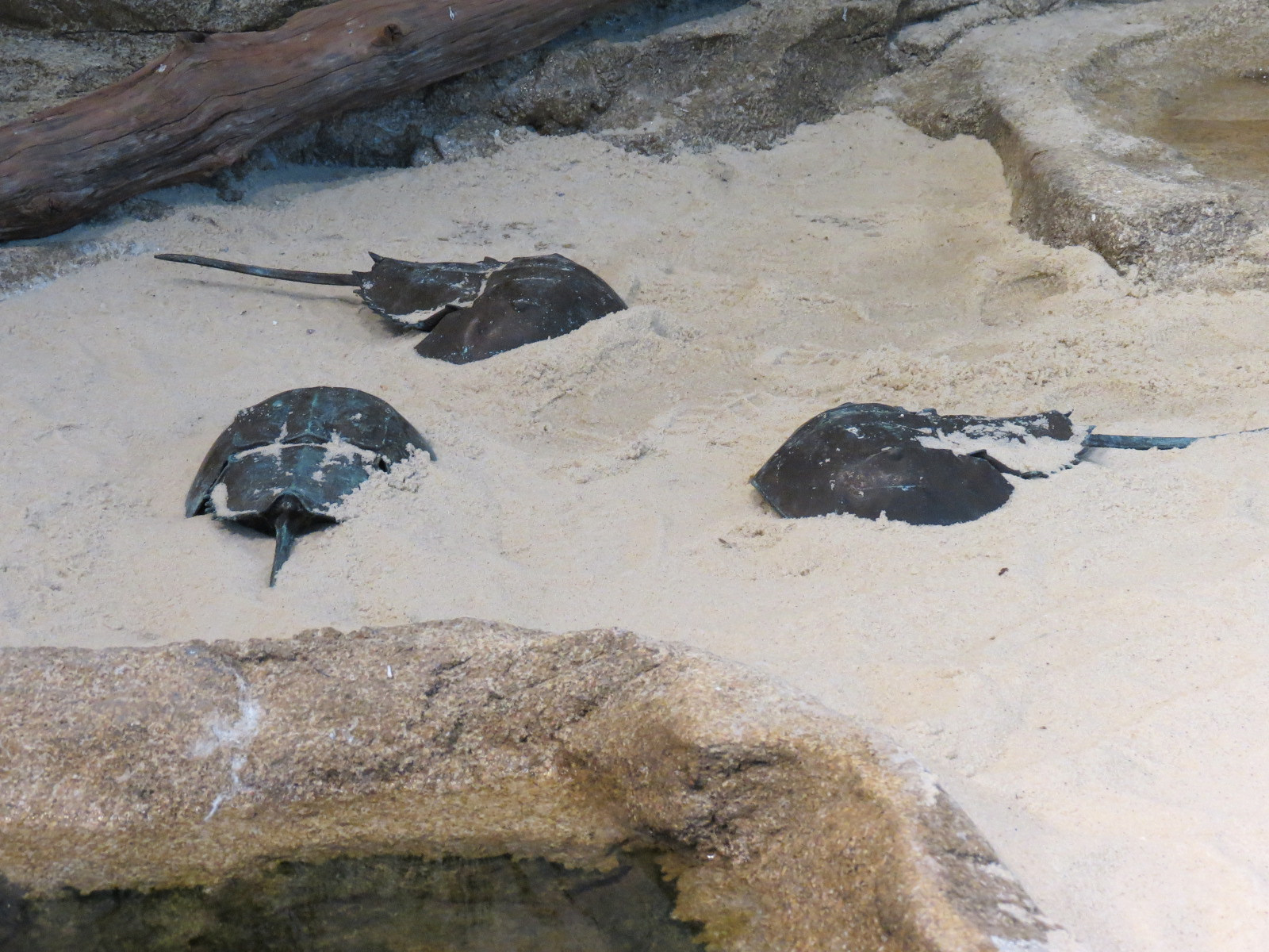 Bird House - Shorebird Aviary