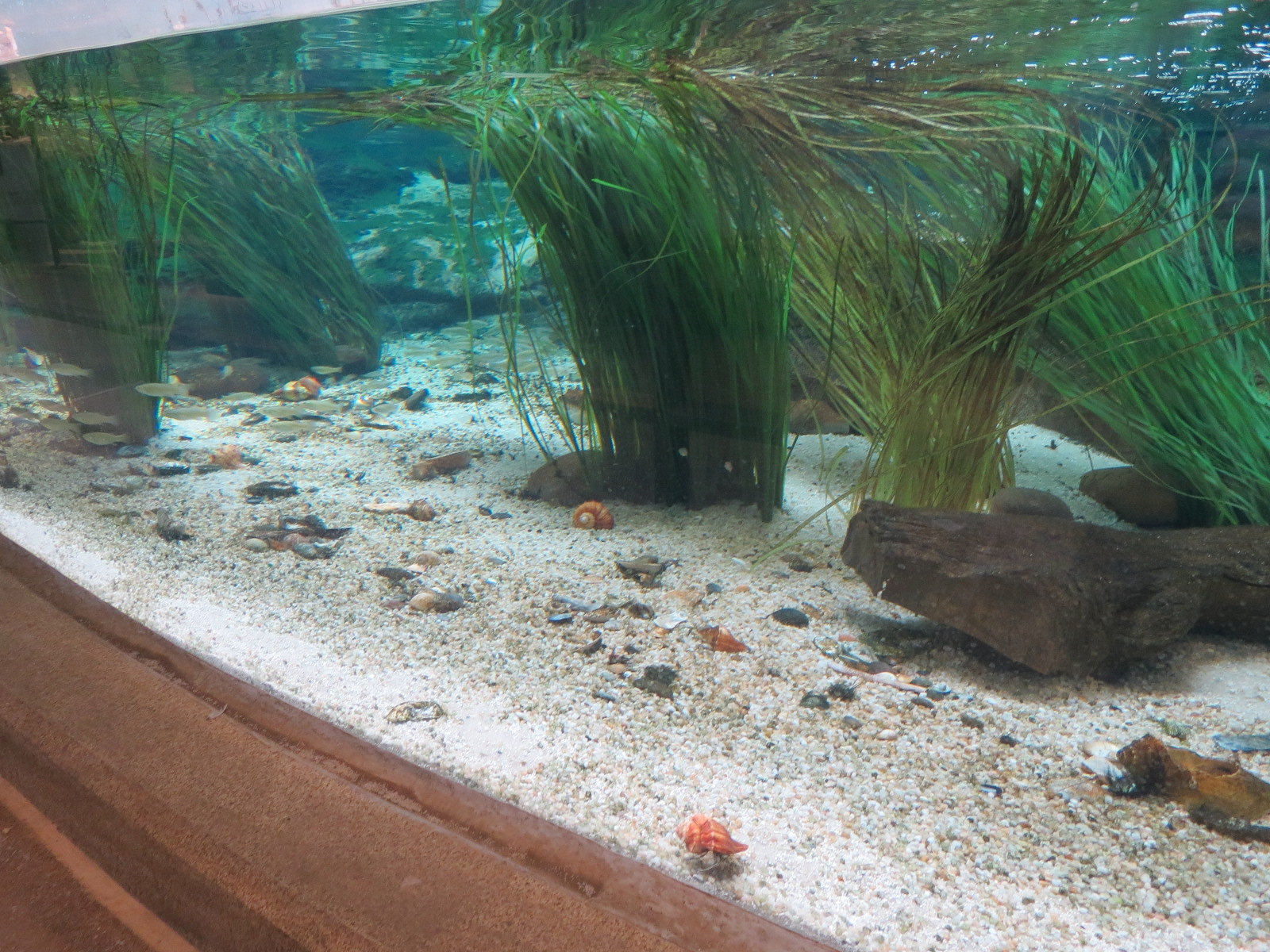 Bird House - Shorebird Aviary