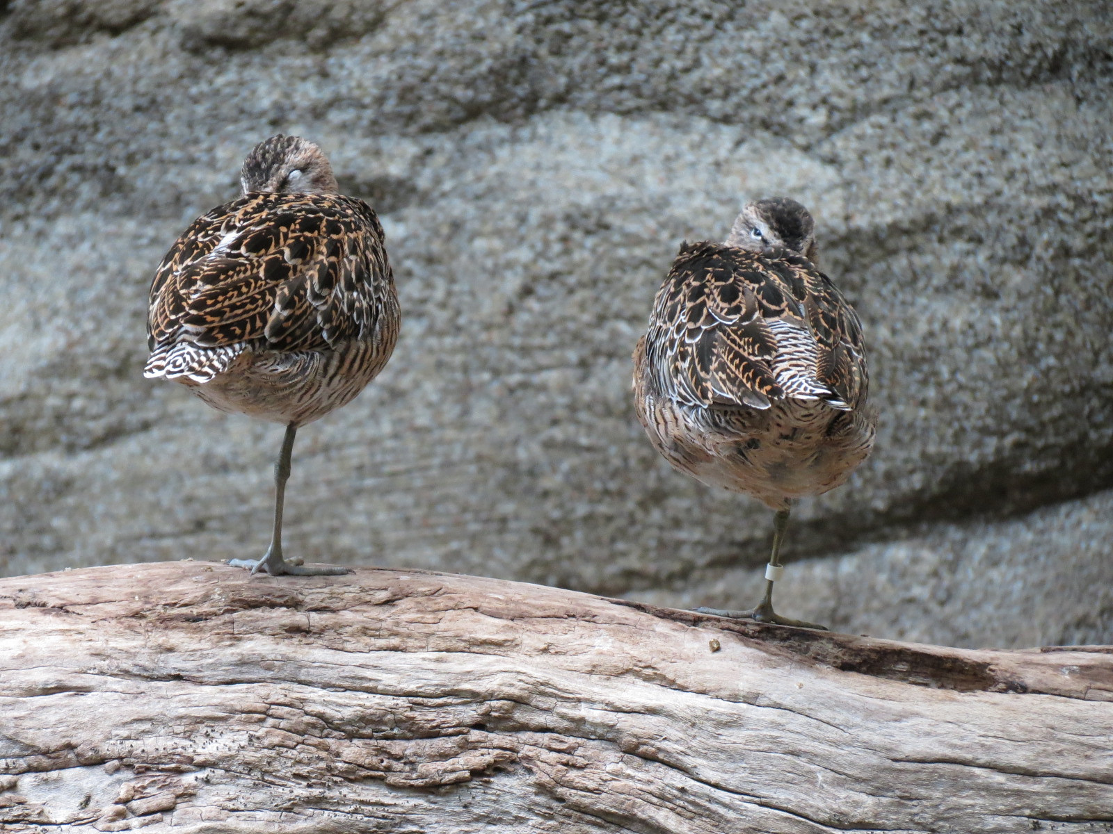 Bird House - Shorebird Aviary