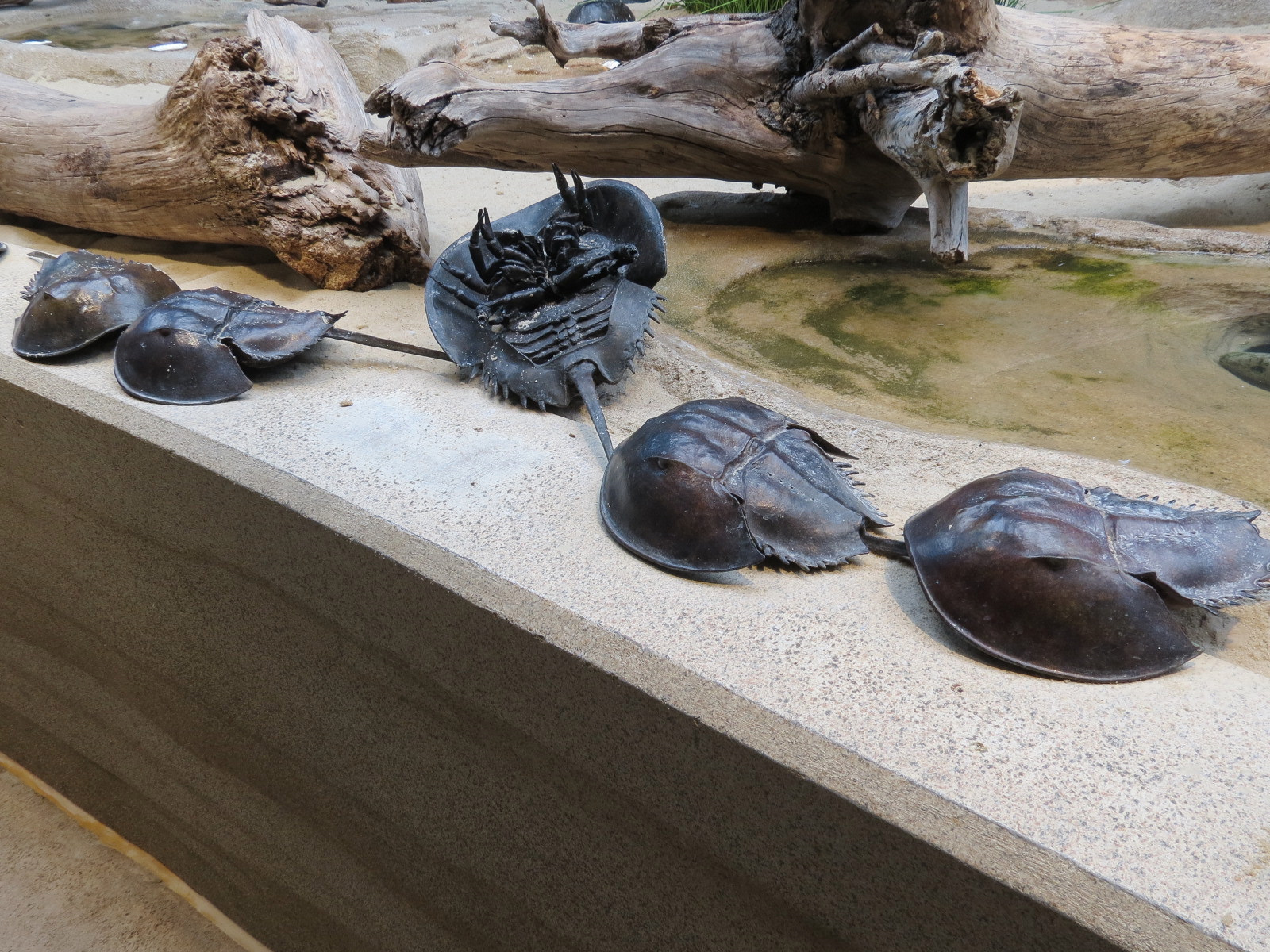 Bird House - Shorebird Aviary