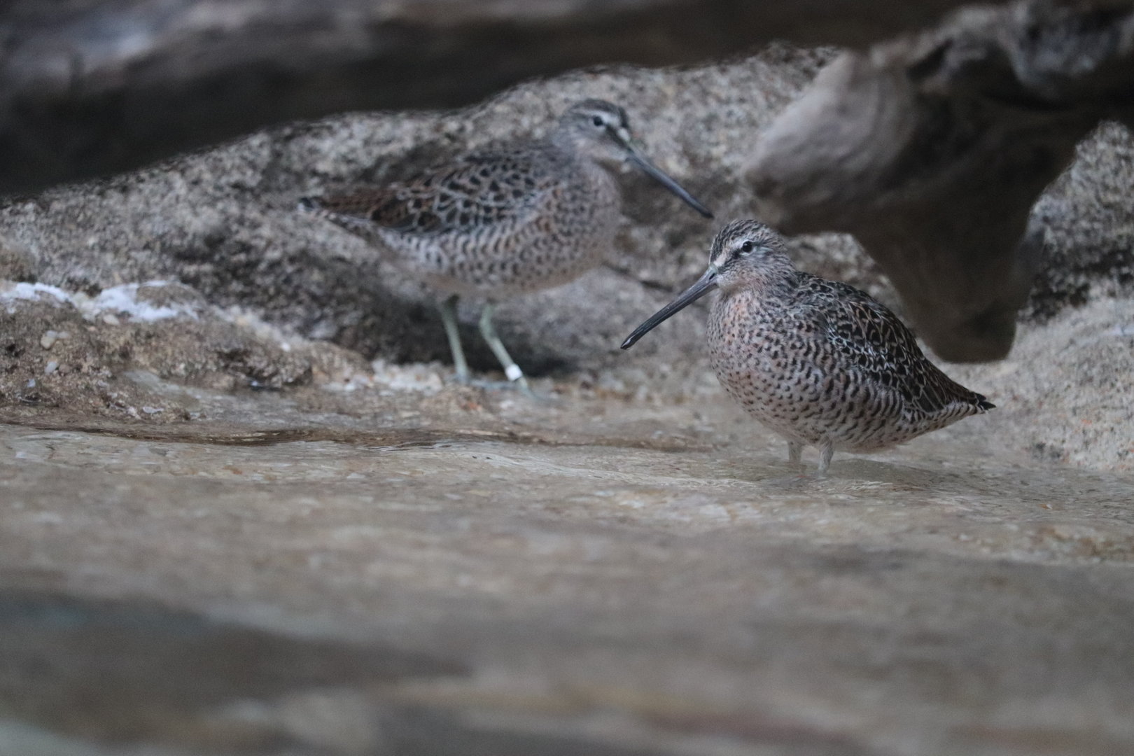 Bird House - Short-Billed Dowitcher
