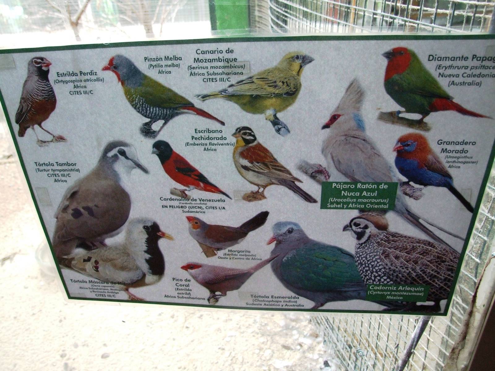 Bird House Signage at Santillana del Mar, 13/06/15