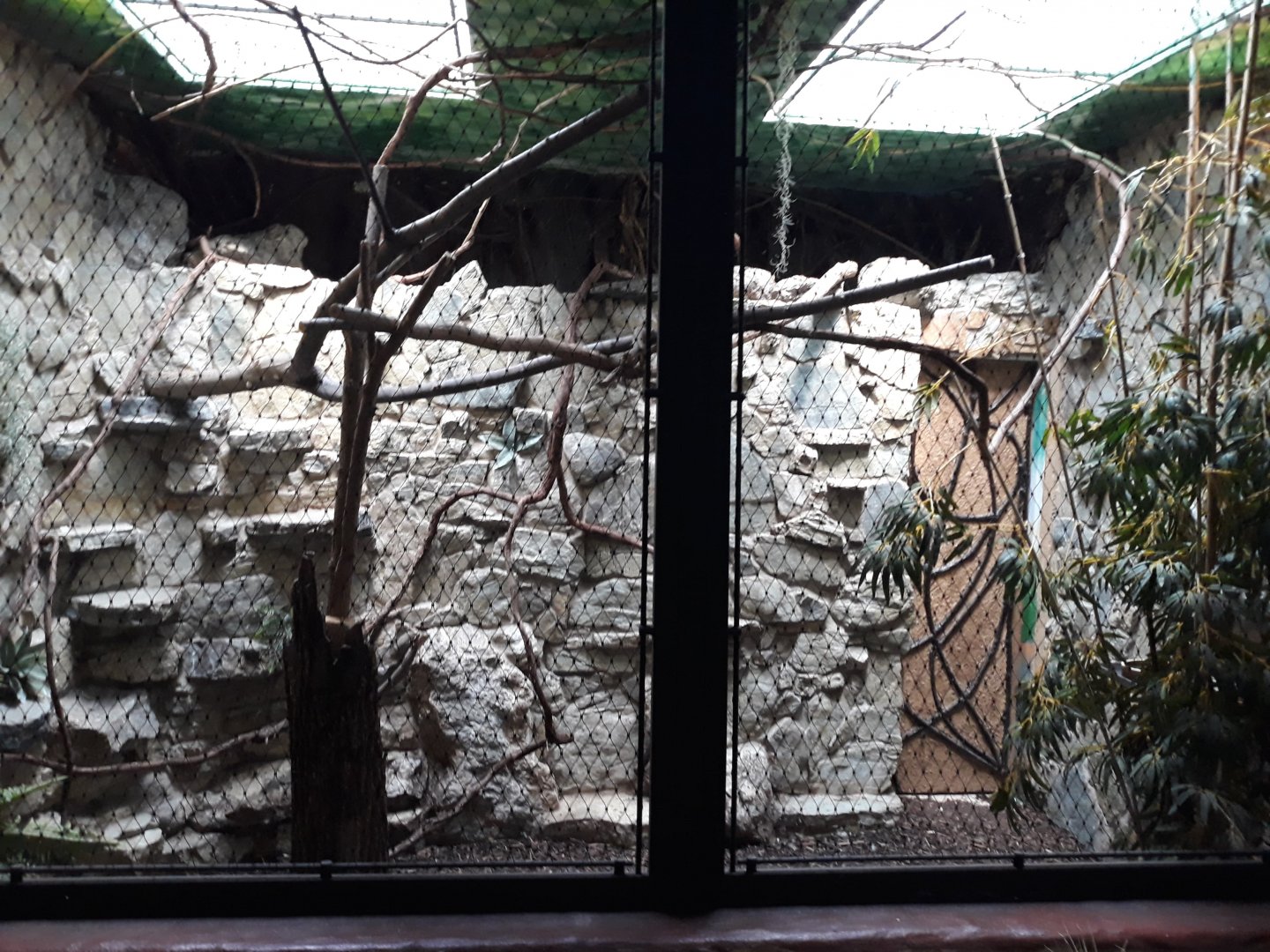 Bird house - Silvery-cheeked hornbill exhibit