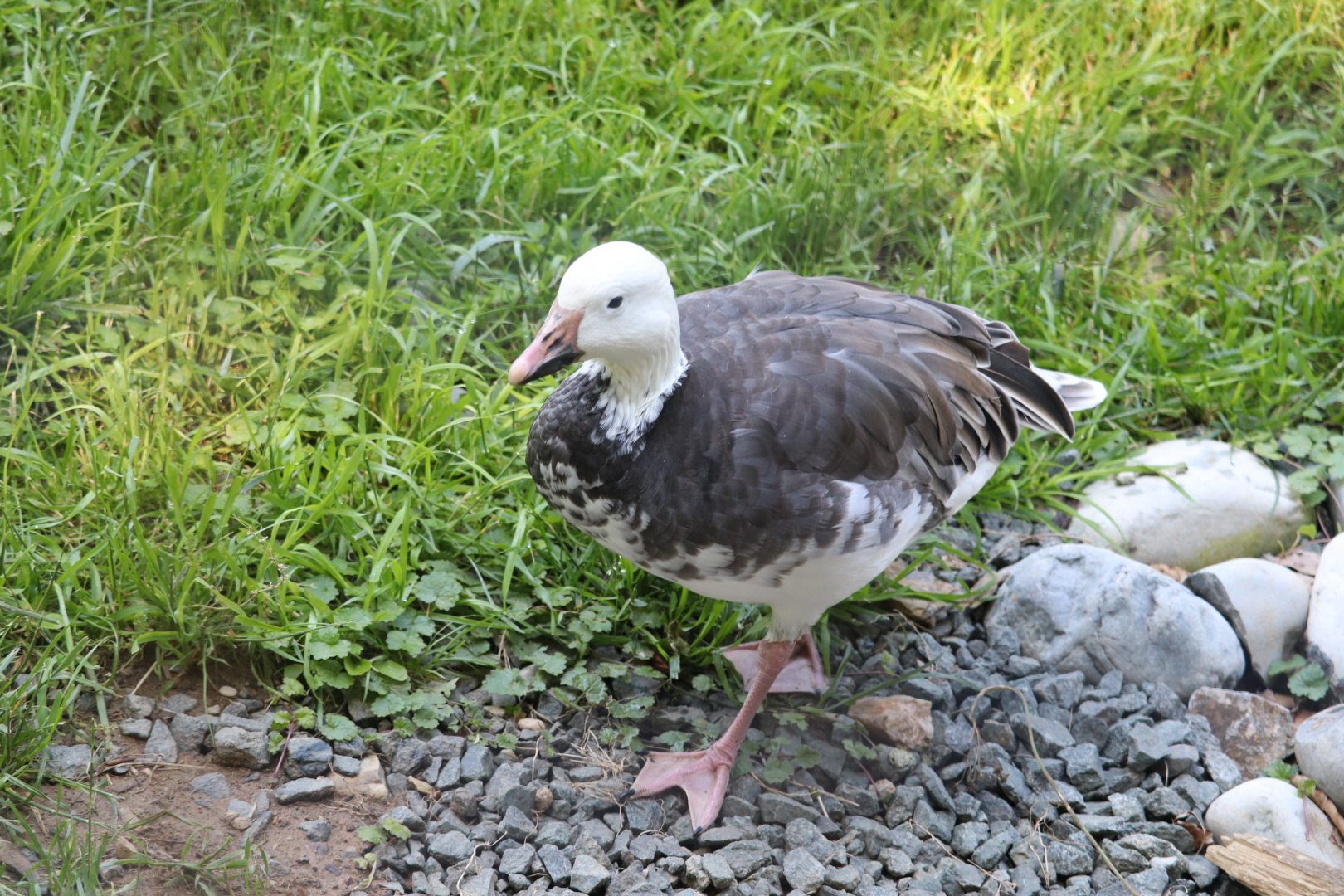 Bird House - Snow Goose