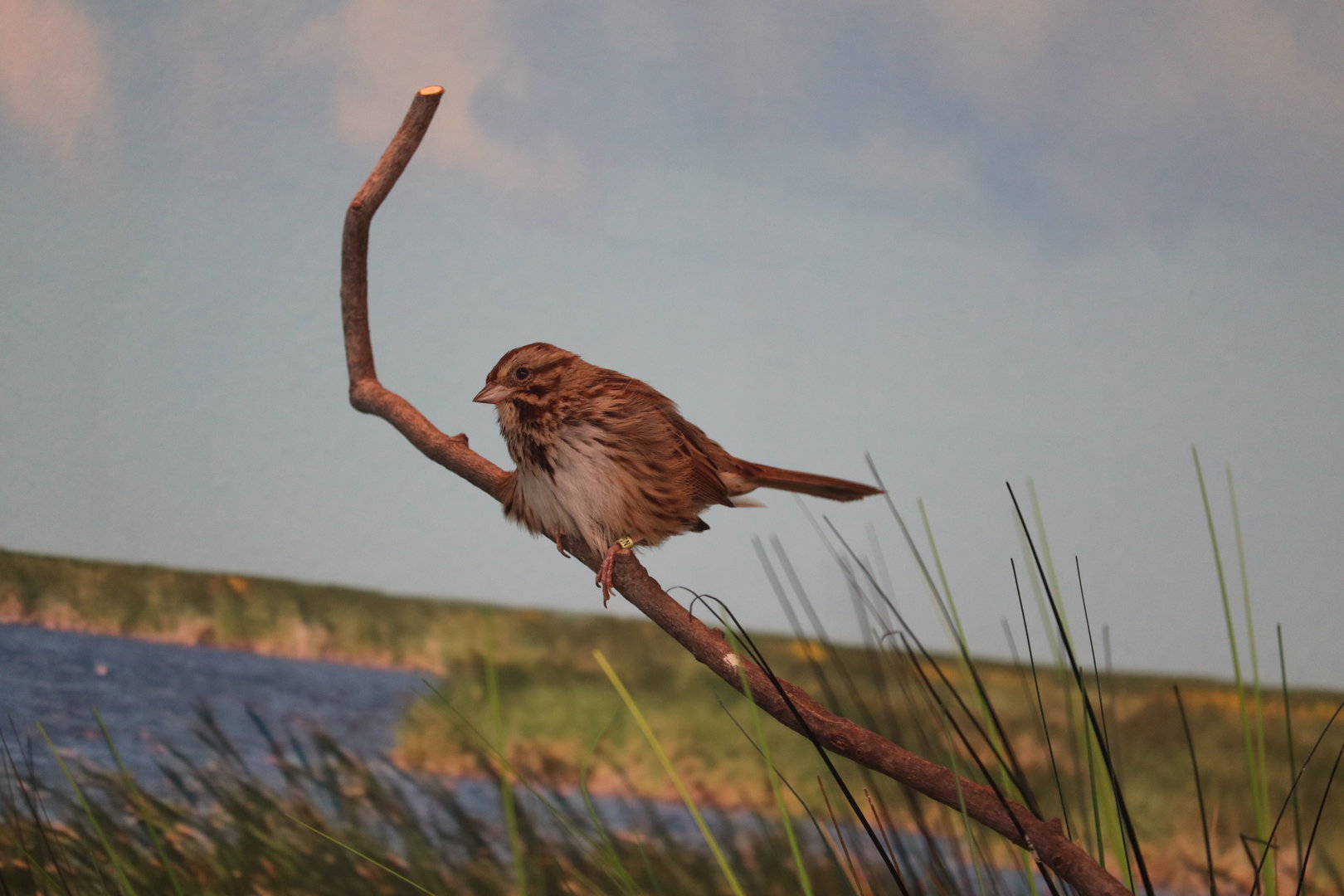 Bird House - Song Sparrow