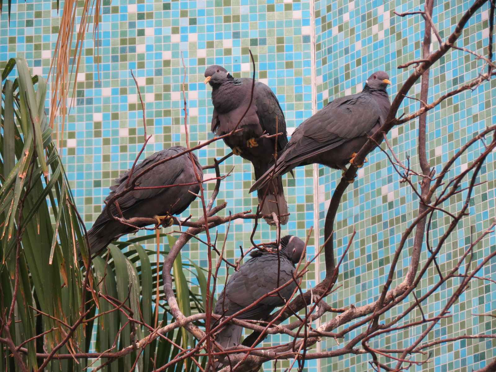 Bird House - Songbird Aviary - Band-tailed Pigeon