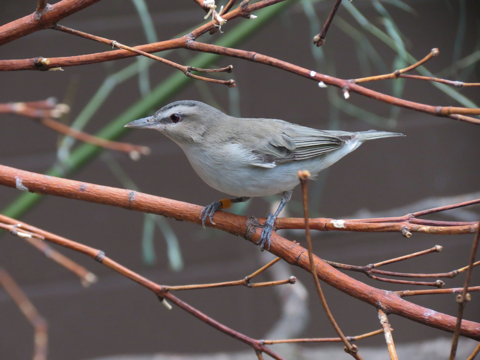 Bird House - Songbird Aviary - Red-eyed Vireo