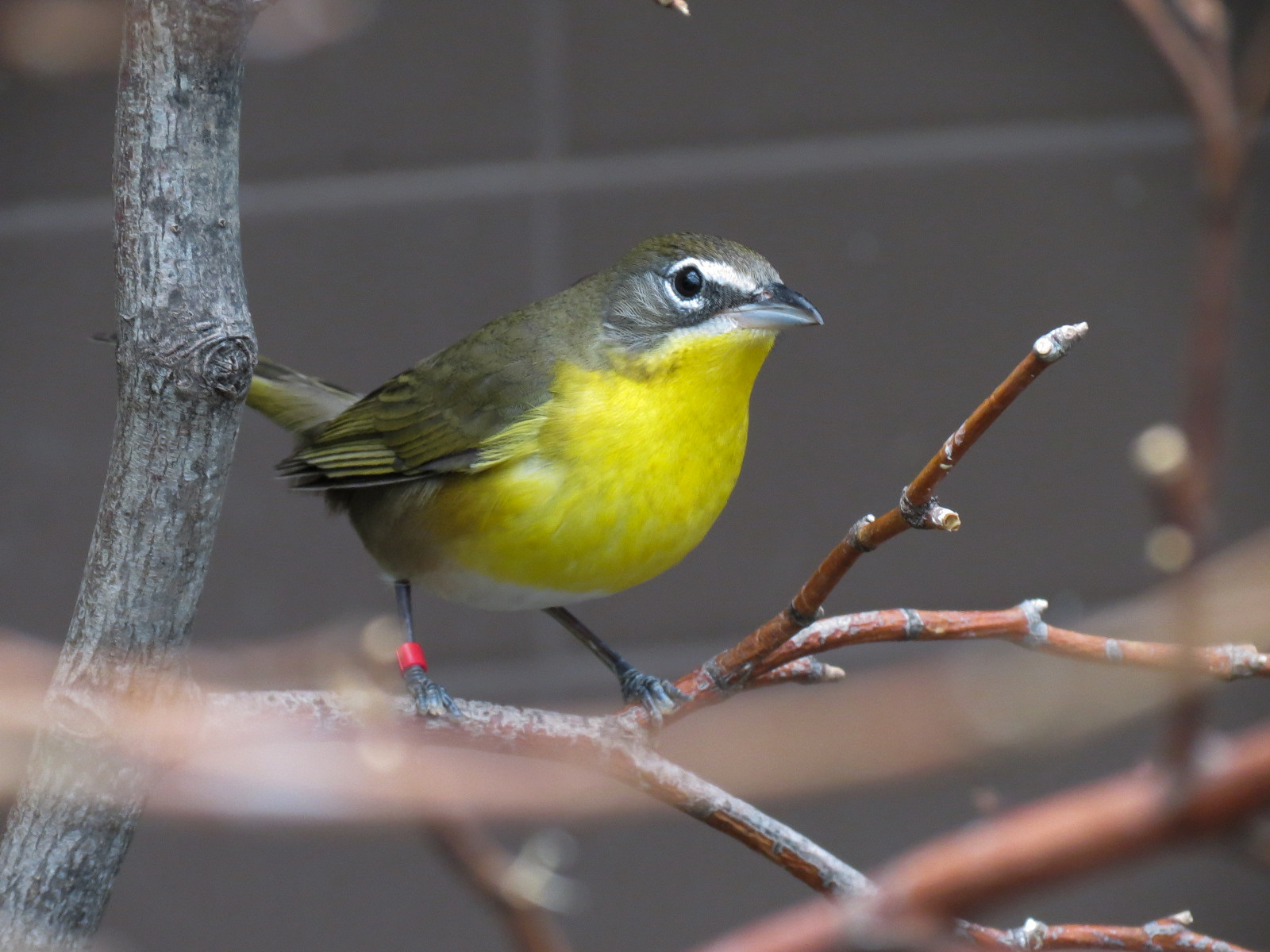 Bird House - Songbird Aviary - Yellow-breasted Chat