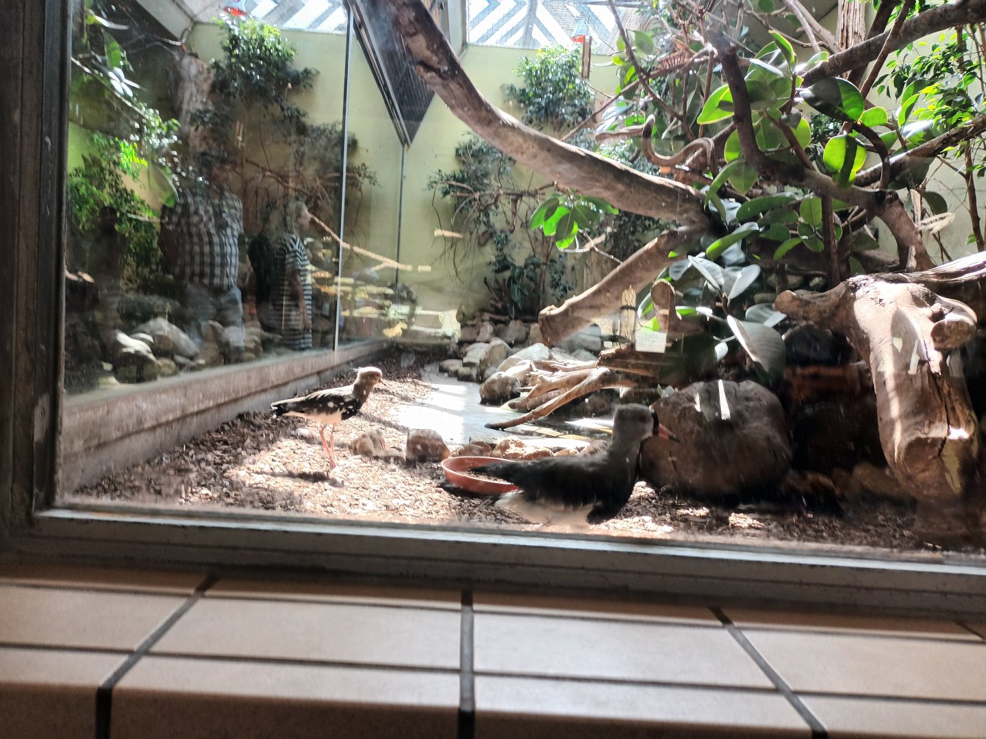 Bird House South America Enclosure