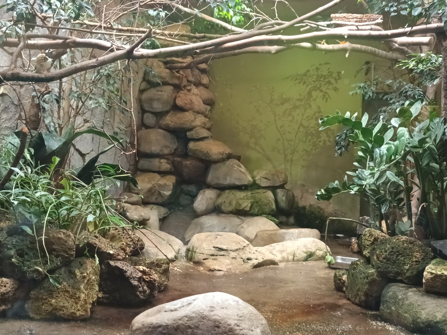 Bird House South east Asia Enclosure