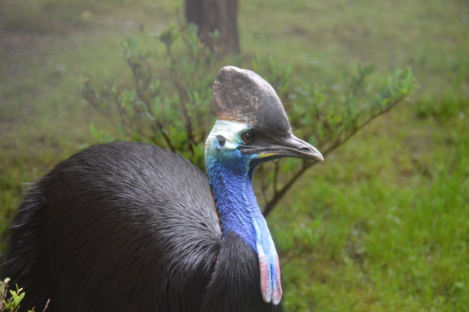 Bird House - Southern Cassowary (Casuarius casuarius)