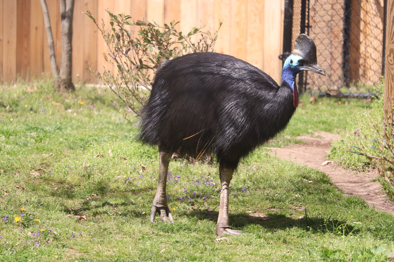 Bird House - Southern Cassowary