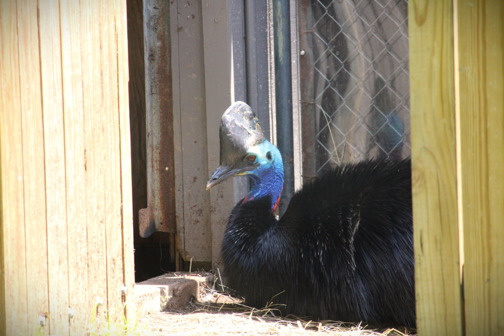 Bird House - Southern Cassowary