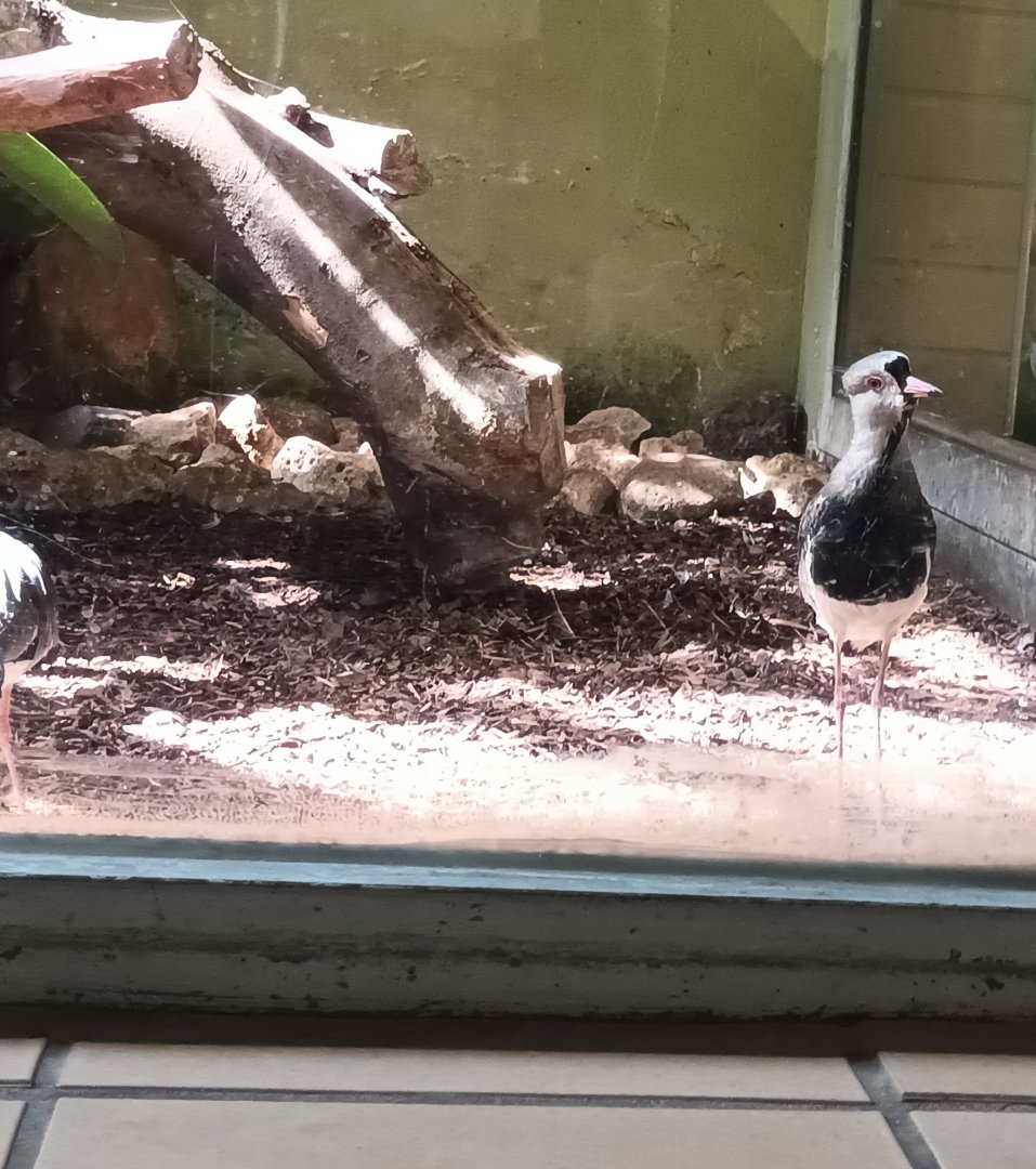 Bird House Southern Lapwing