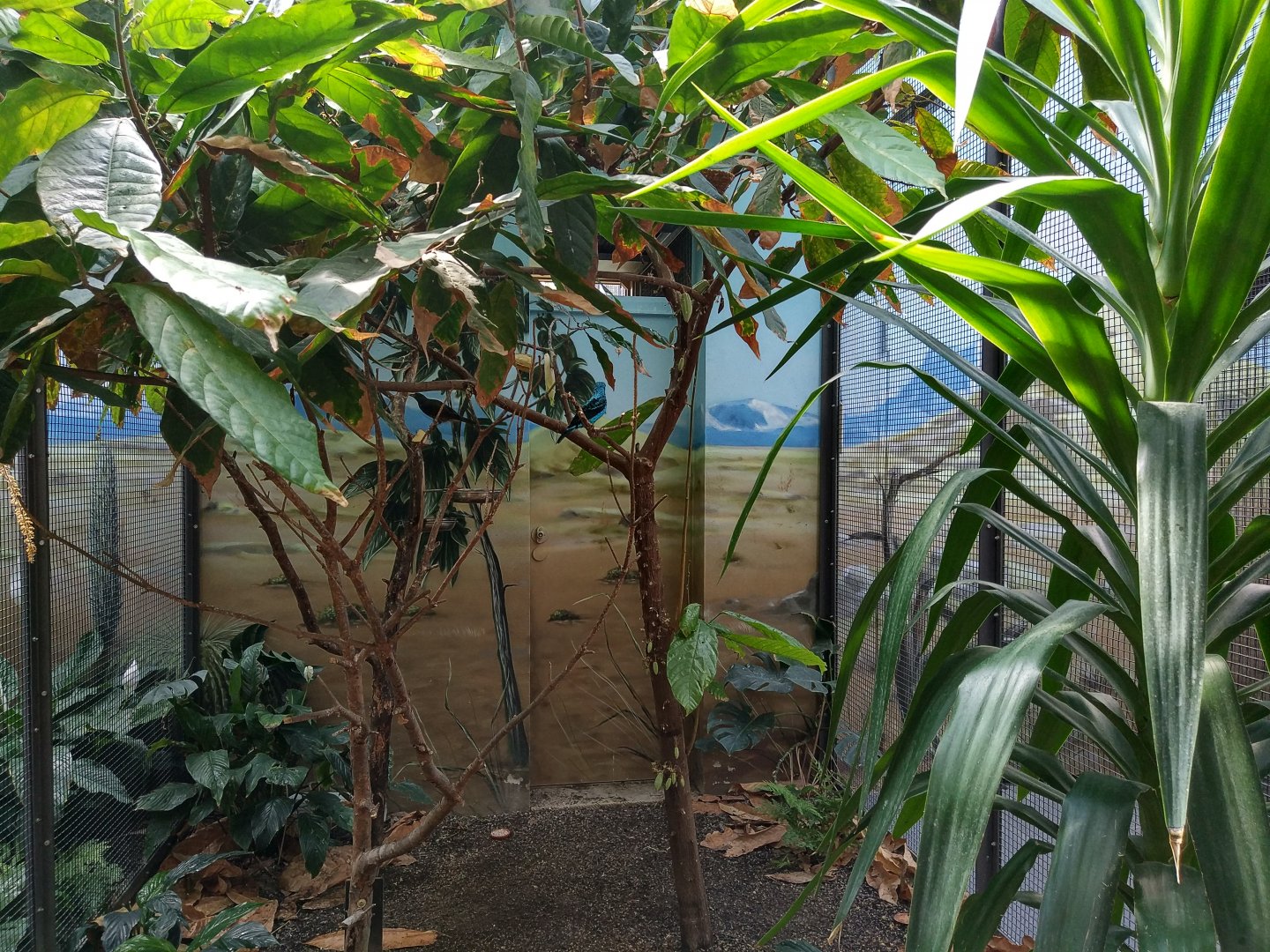 Bird House Spangled Cotinga Indoor