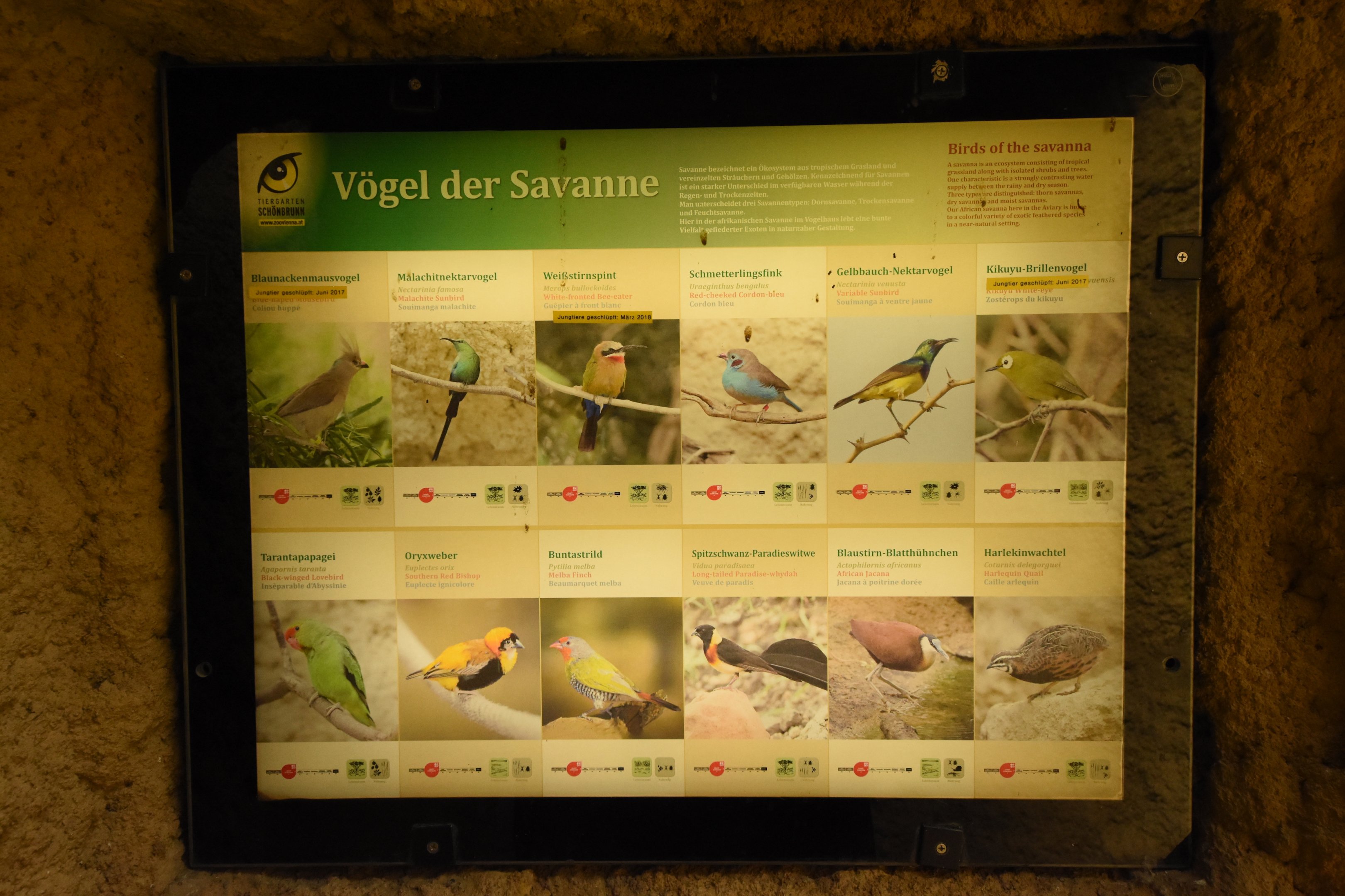 Bird house - Species African section