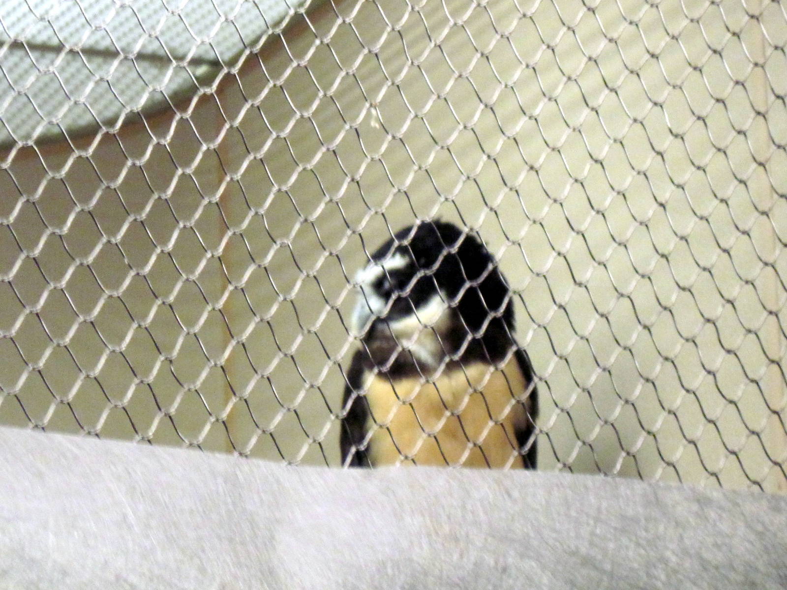 Bird House-Spectacled Owl