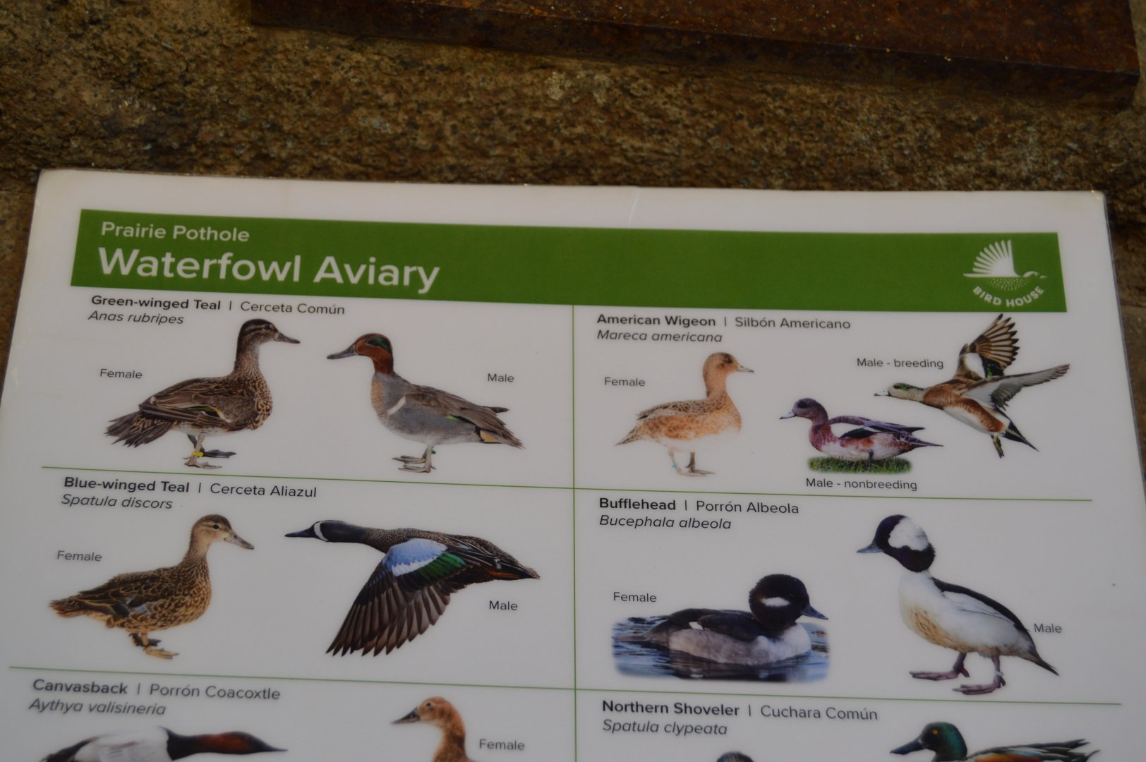 Bird House - Spot the Error