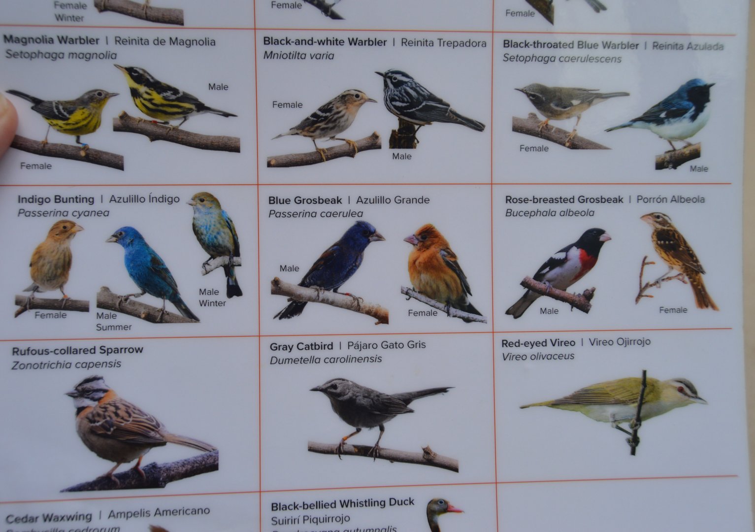 Bird House - Spot the Error