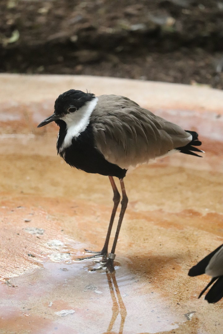 Bird House - Spur-Winged Plover