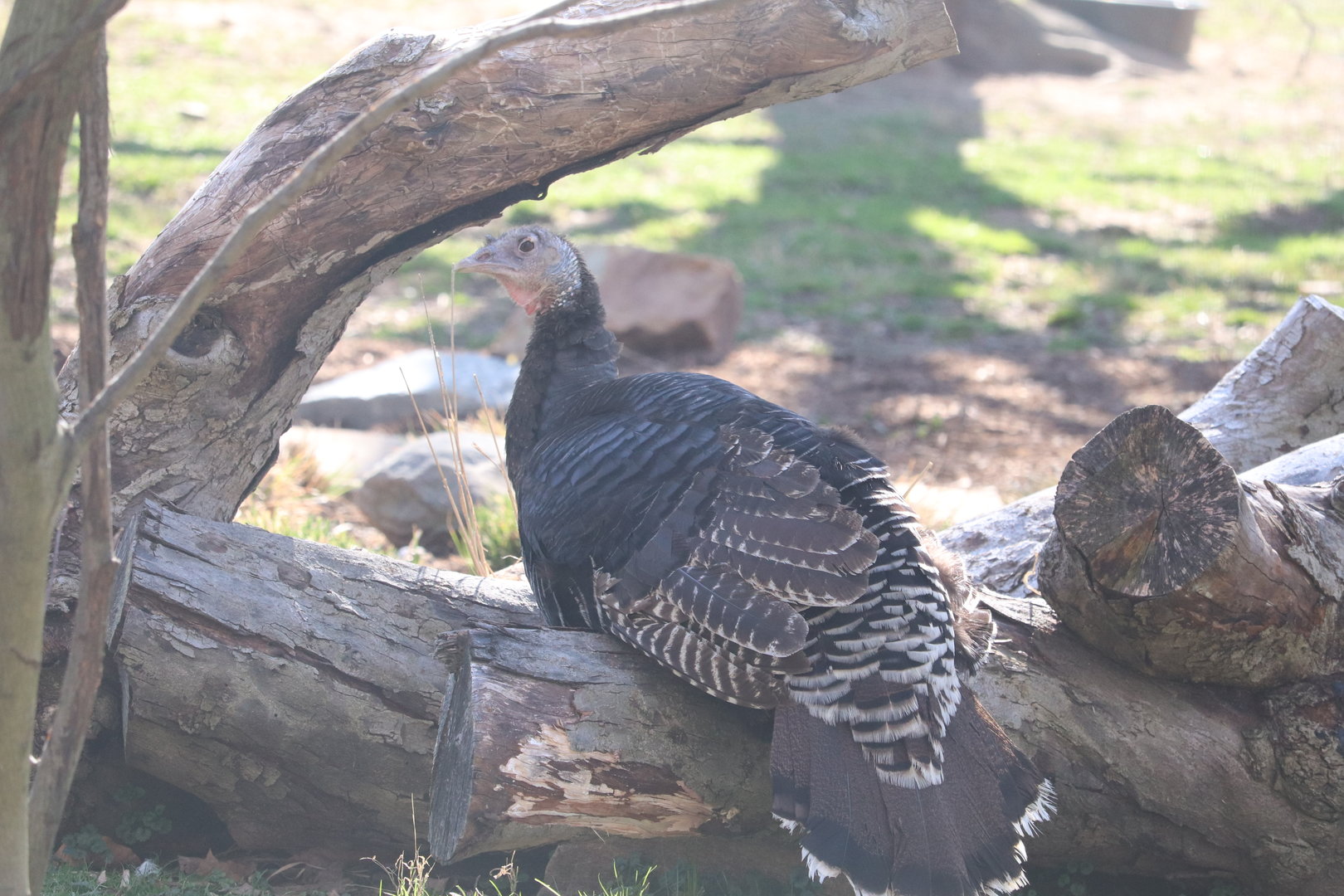 Bird House - Standard Bronze (Domestic) Turkey