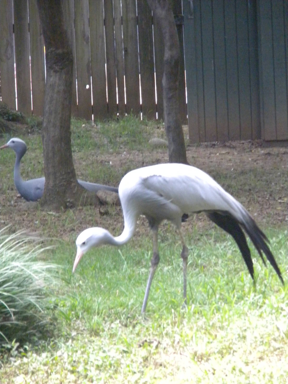 Bird House - Stantley Crane
