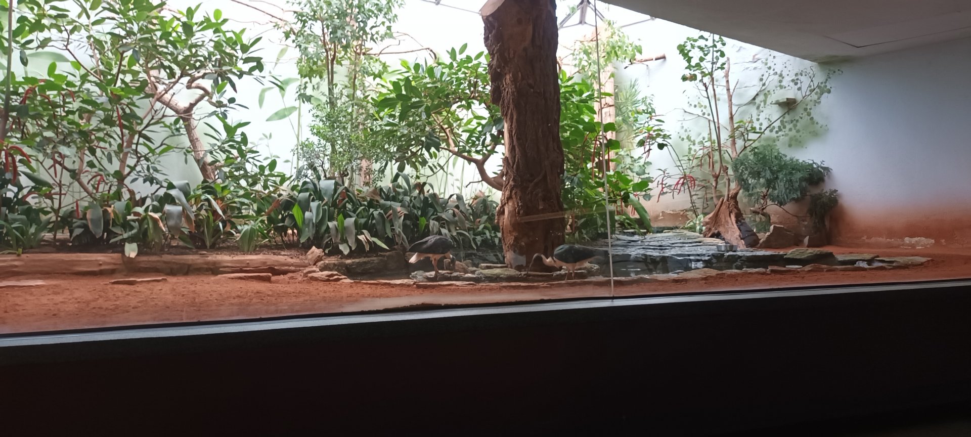 Bird House: Straw necked Ibis Aviary