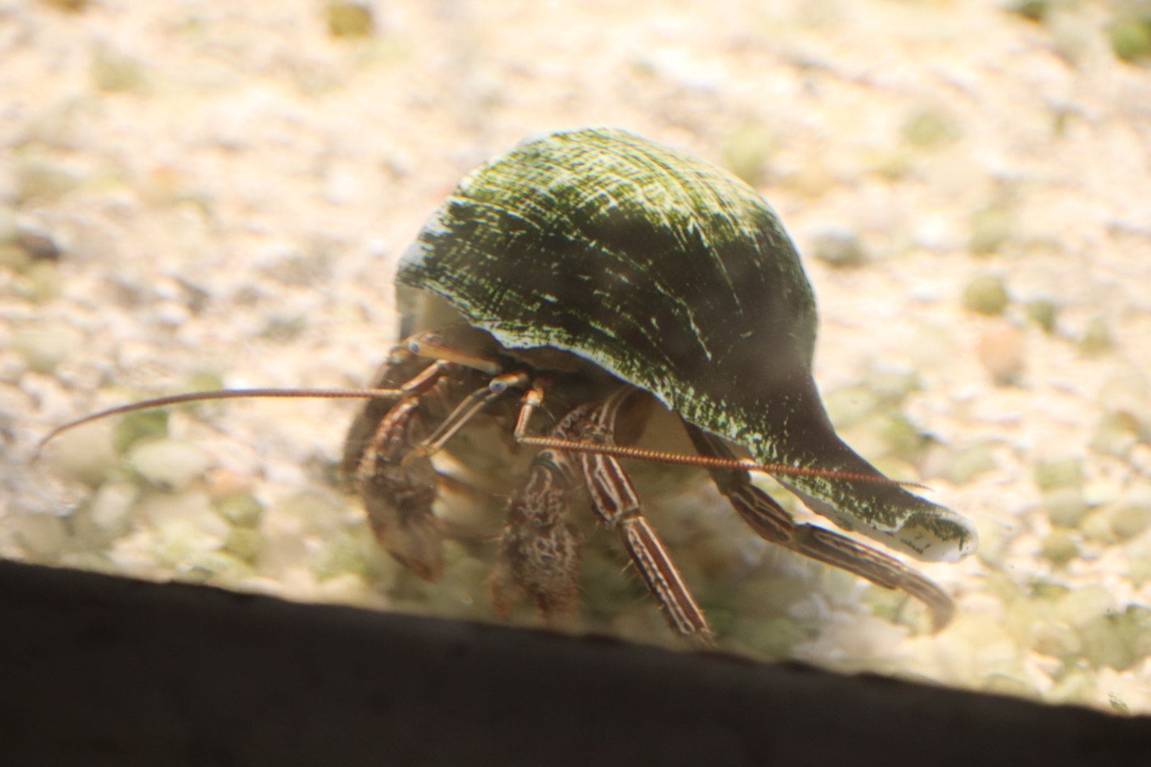 Bird House - Striped Hermit Crab