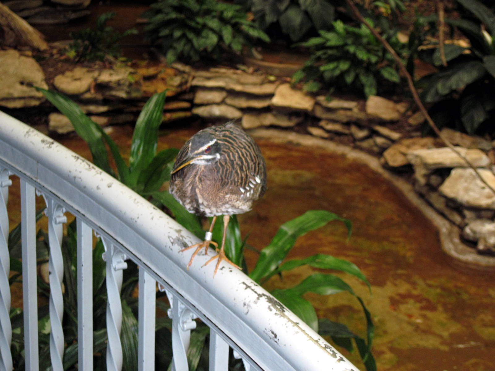 Bird House-Sunbittern