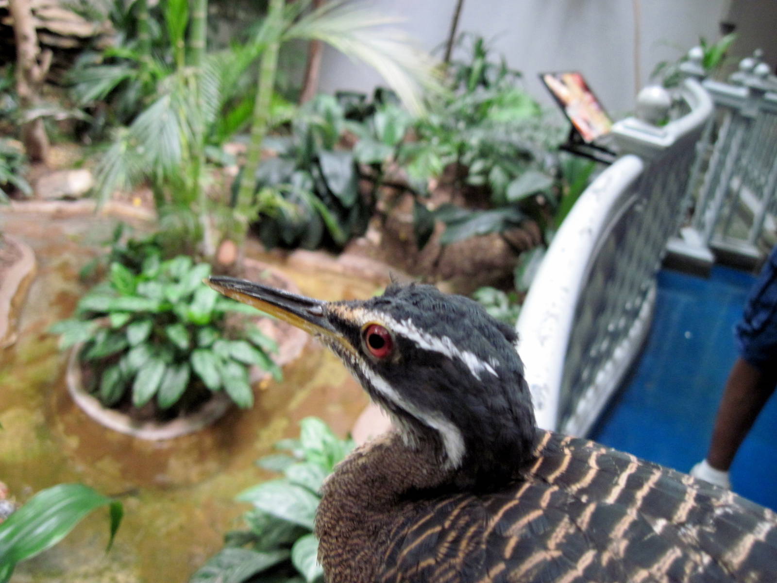 Bird House-Sunbittern