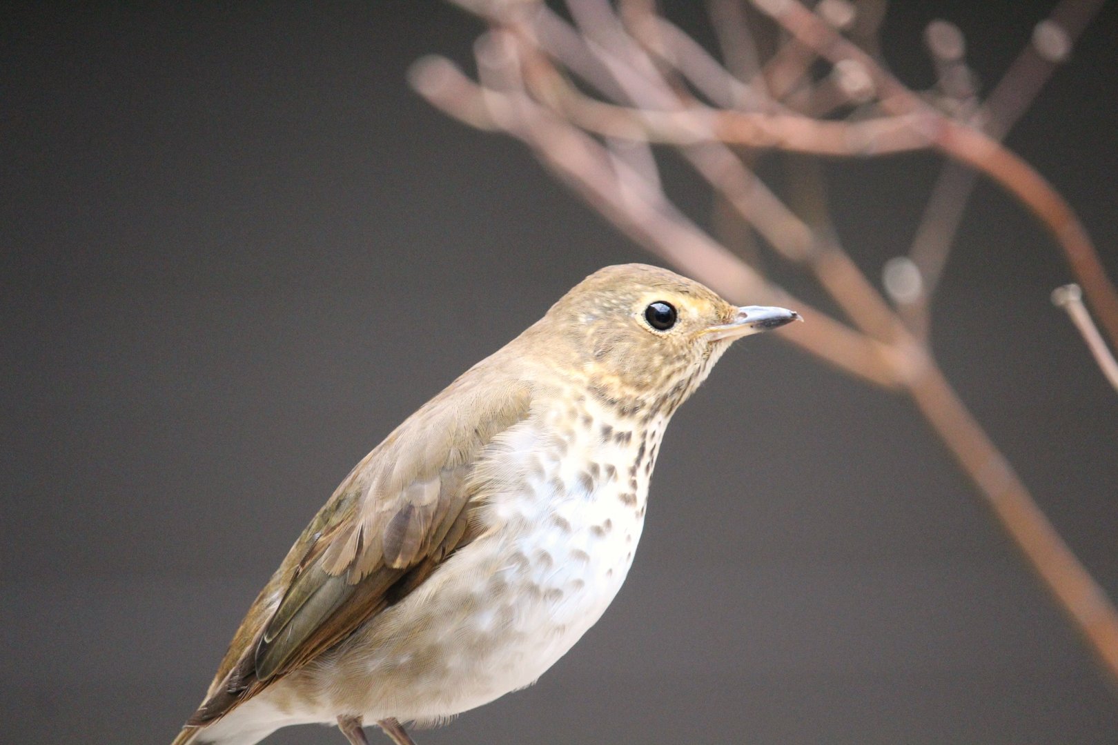 Bird House - Swainson's Thrush