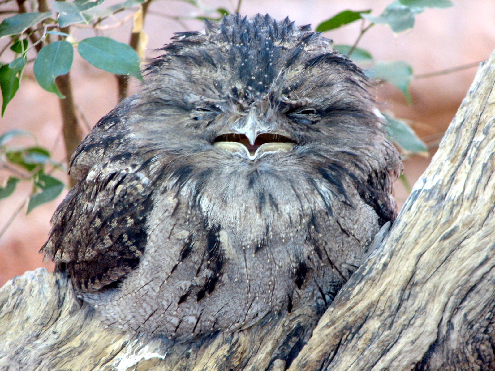 Bird House - Tawny Frogmouth