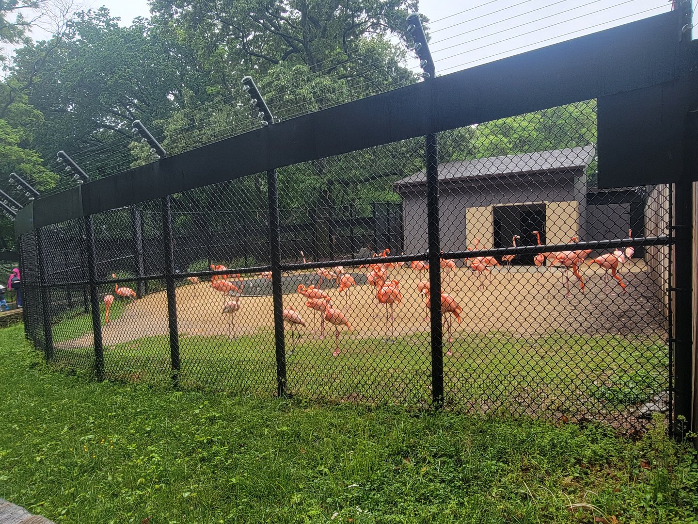 Bird House - Temporary Flamingo Exhibit